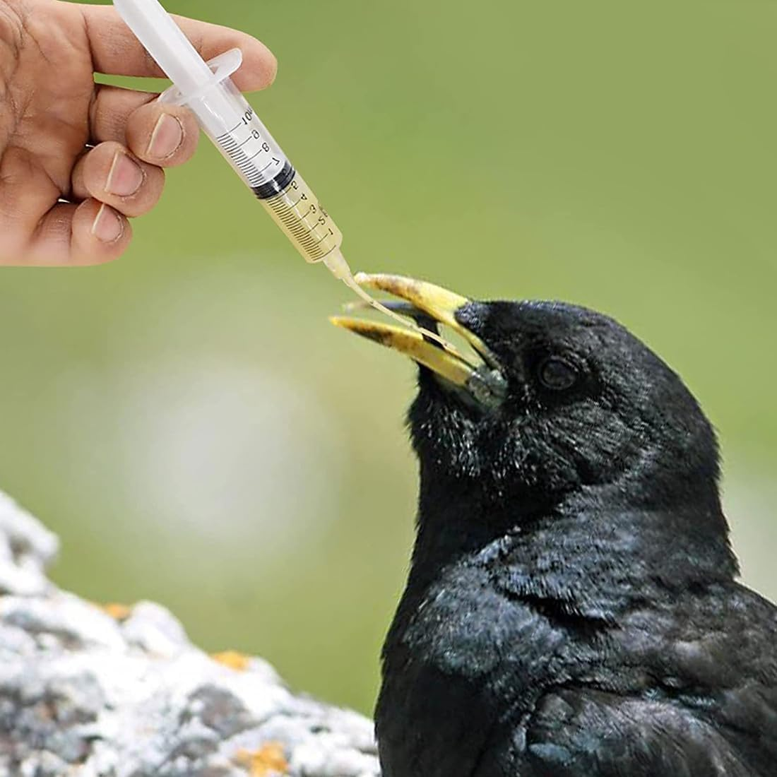 2 Pieces Feeding Tubes for Young Birds, Includes 10 Hose Connectors, Feeder Container, Manual Feeding Tool, Suitable for Young Birds and Parrots, Easy to Clean image number 3