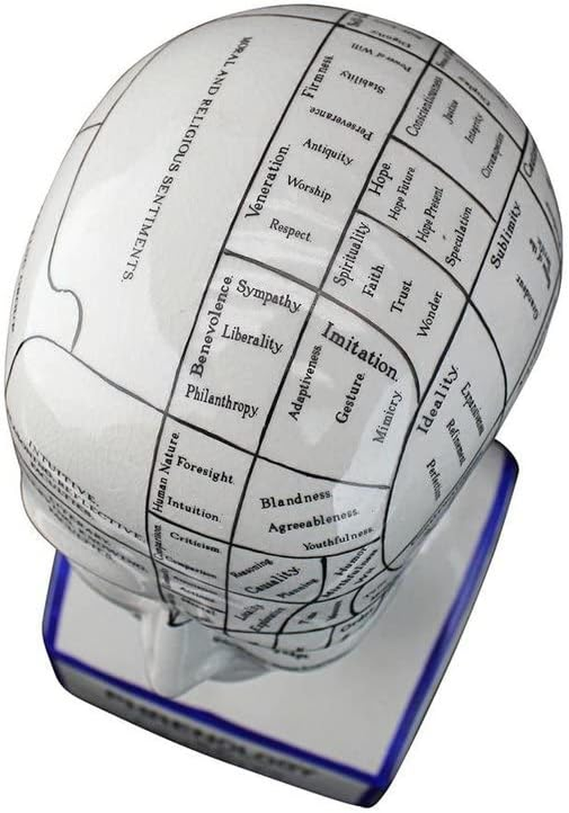 Design Toscano Inc 12H In. Porcelain Phrenology Head Statue [Kitchen]