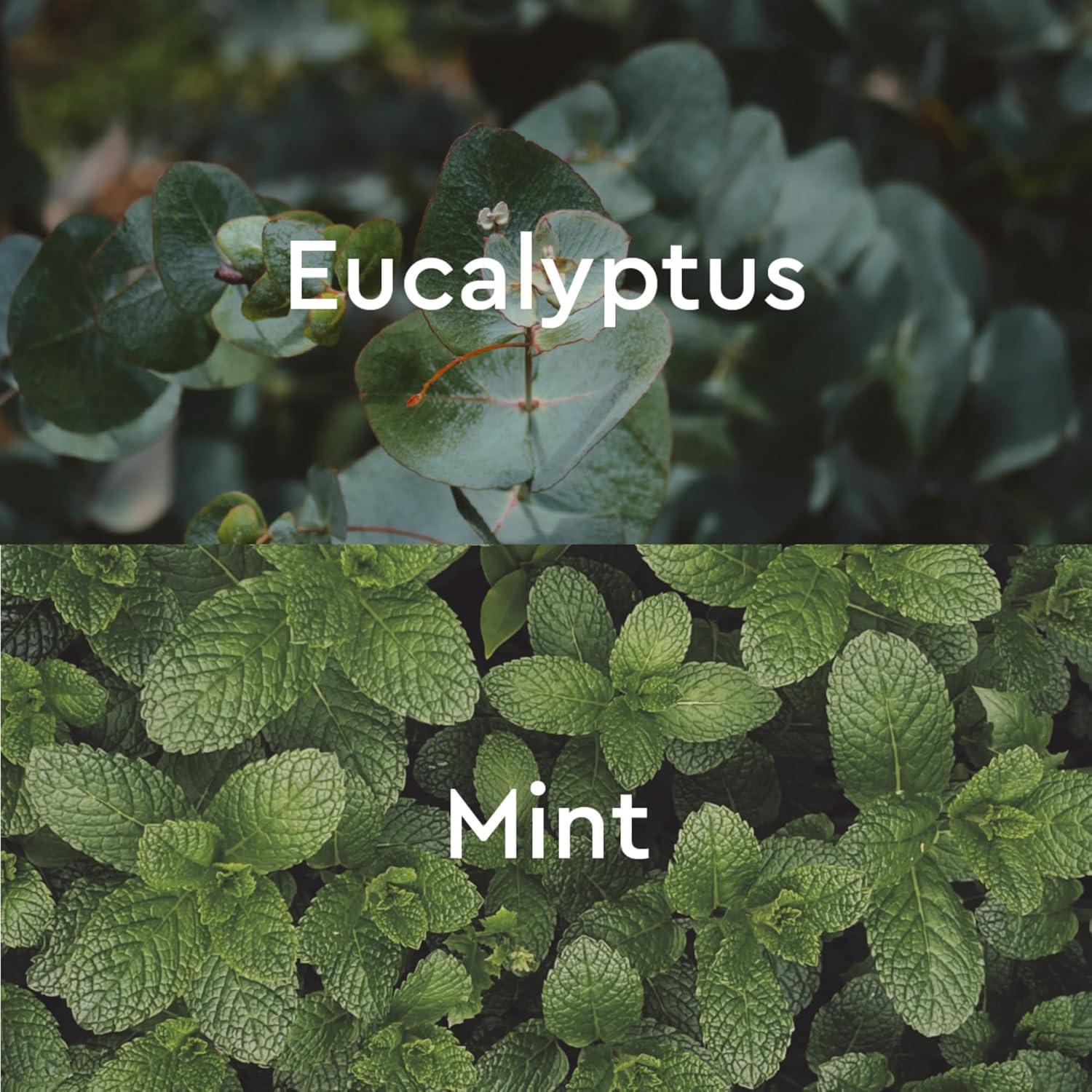 (Mint & Eucalyptus) - Kneipp Herbal Body Wash - Mint & Eucalyptus 200Ml