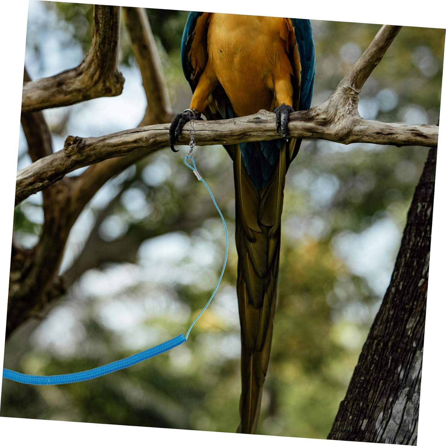 COMPUKAS 2Pcs Elastic Bird Parrot Training Leash with Foot Rings Outdoor PET Bird Harness for Flying and Training Sturdy Spring Steel Rope for Parrots image number 2