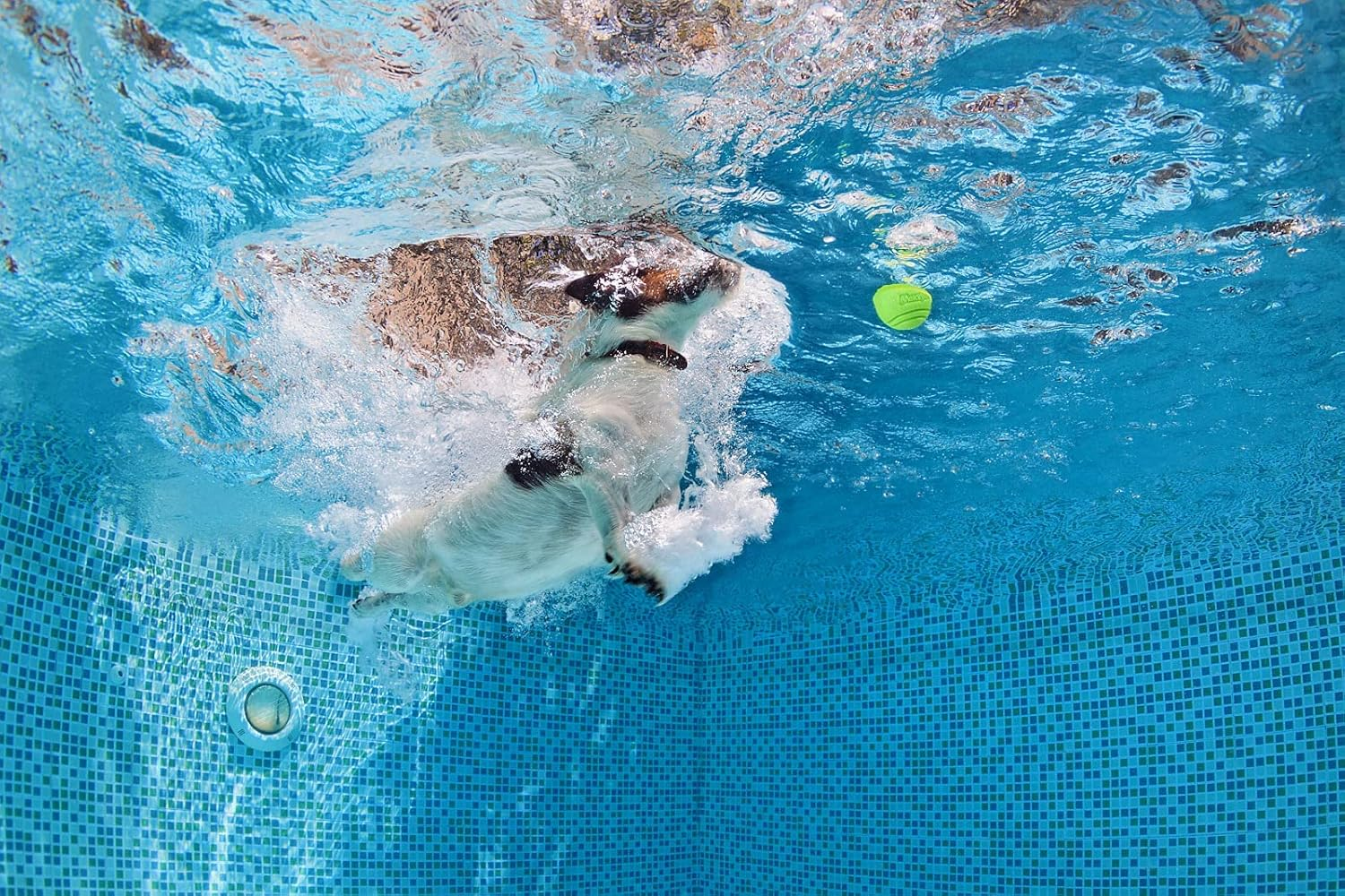 Vitalili Dog Toy Balls, 4 PCS Rubber Ball Set, Chew Resistant, High Bounce, Textured Design for Teeth Cleaning, Dog Training, Small Breeds, 2In/5Cm Diameter image number 7