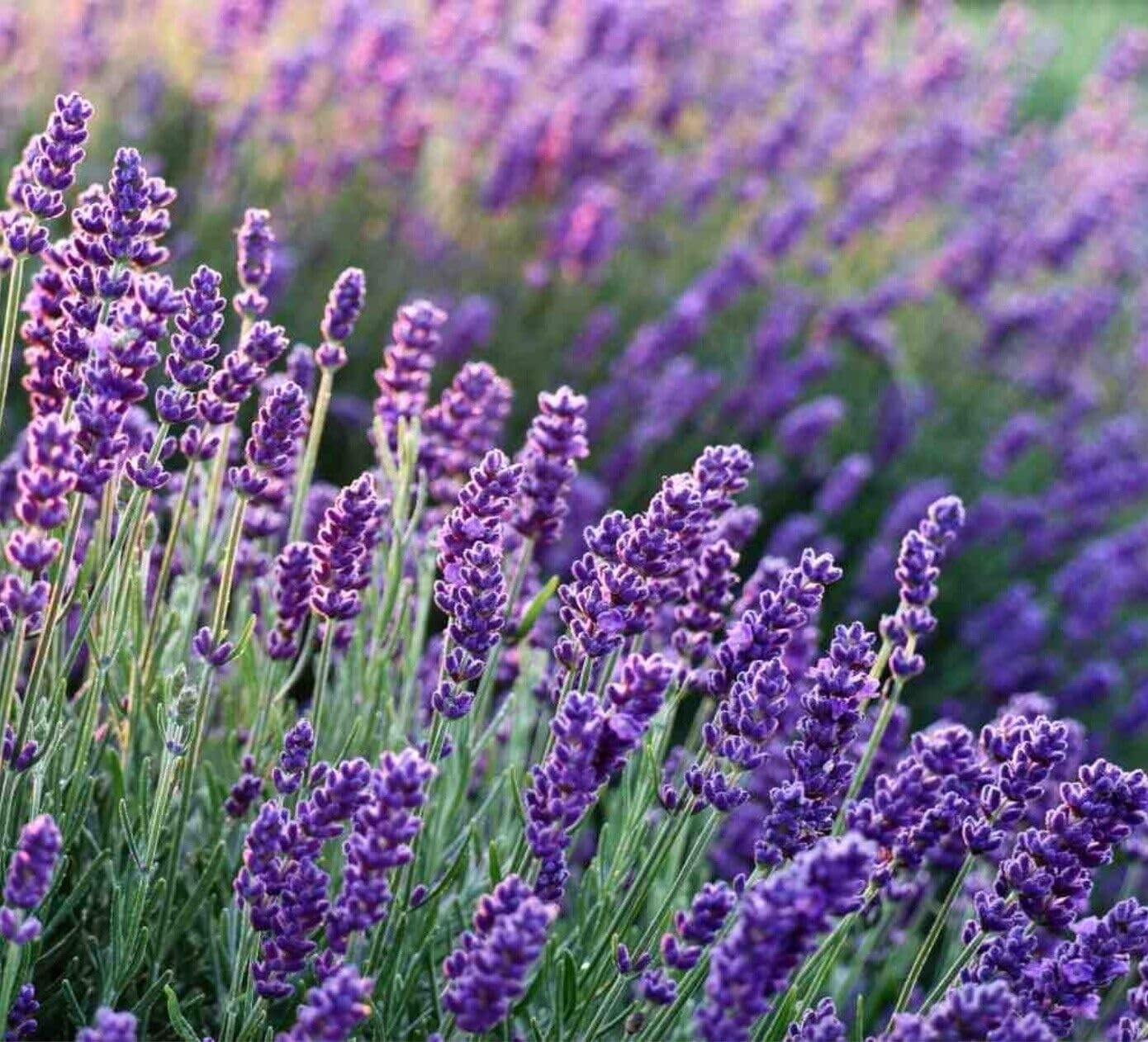 100+ Lavender True English Seeds Lavender Vera Fragrant Garden Flowers