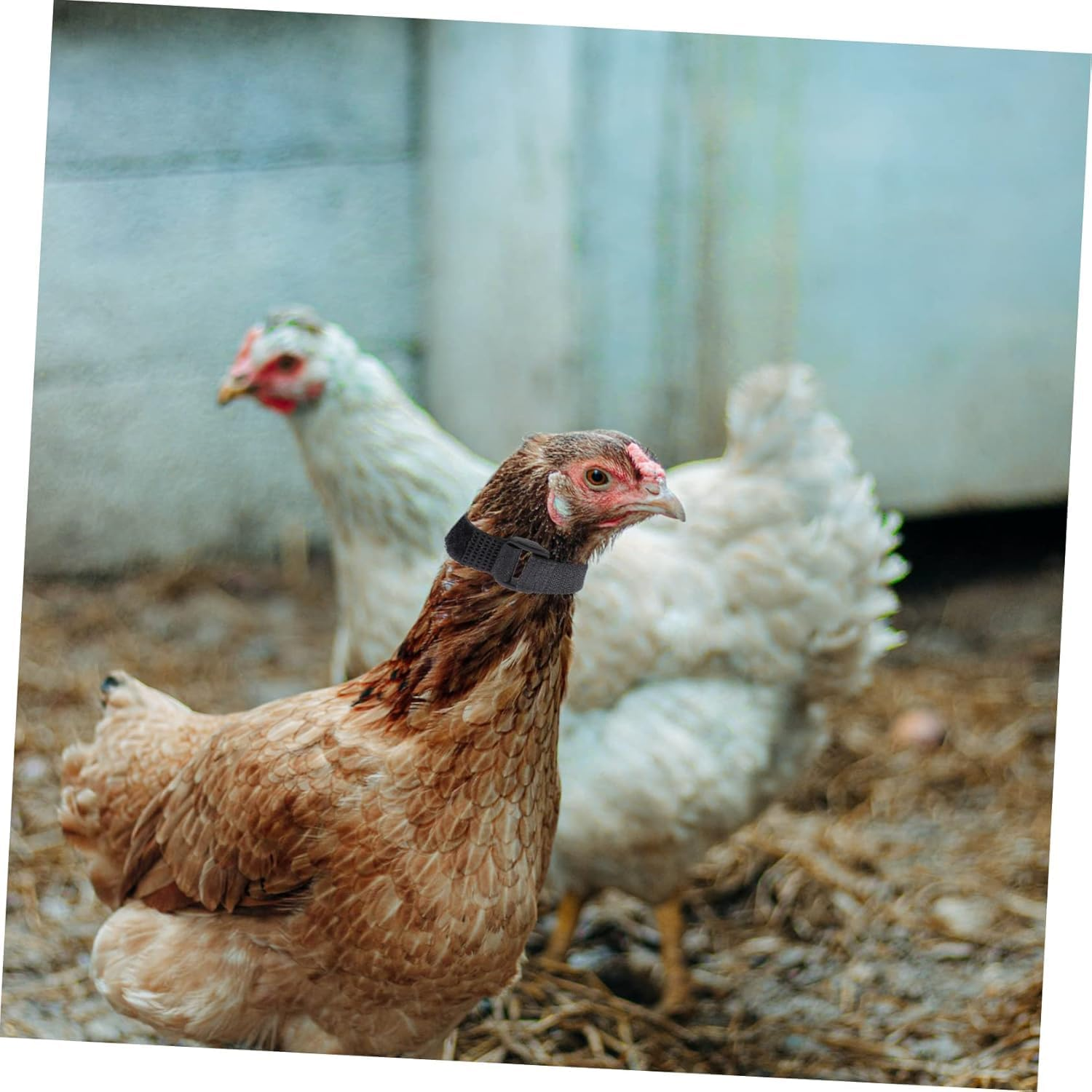 Fokmuaex 12 PCS No Crow Rooster Collar - Anti-Hook Noise-Free Neckband, Stops Chicken Crowing & Neighbor Disturbance, Safe Humane Design for Roosters image number 6