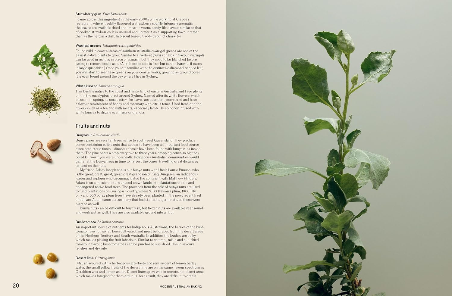 Modern Australian Baking: Sweet, Savoury, Seasonal & Native image number 1