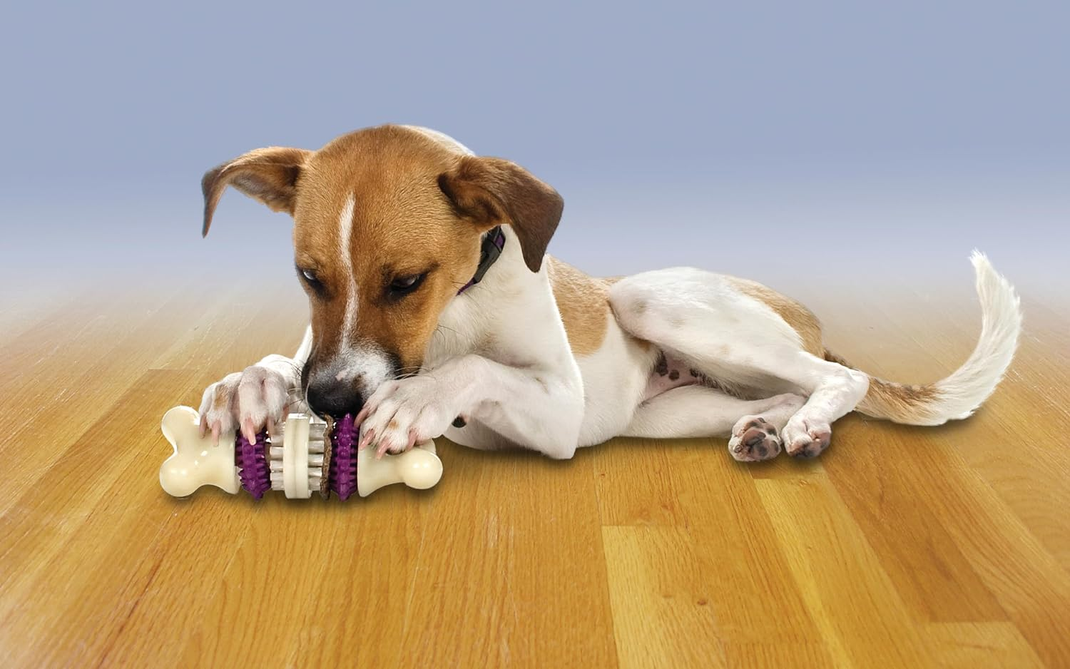 Petsafe Busy Buddy Bristle Bone Chew Toy for Dogs Multicolor image number 2