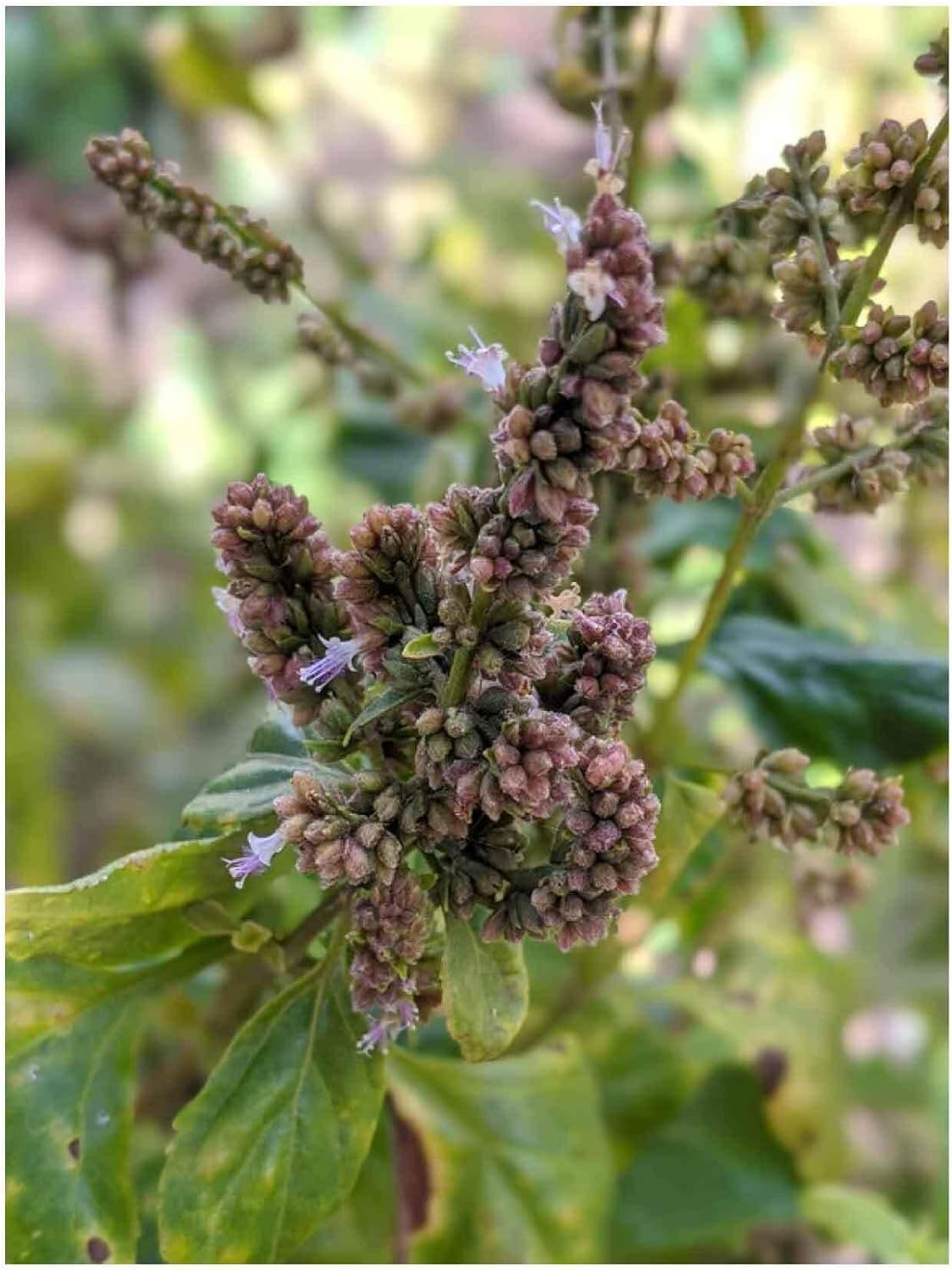 4X 100G Plant Oil Soap Patchouli Scent Pure Natural Vegetable Base Bar Australia