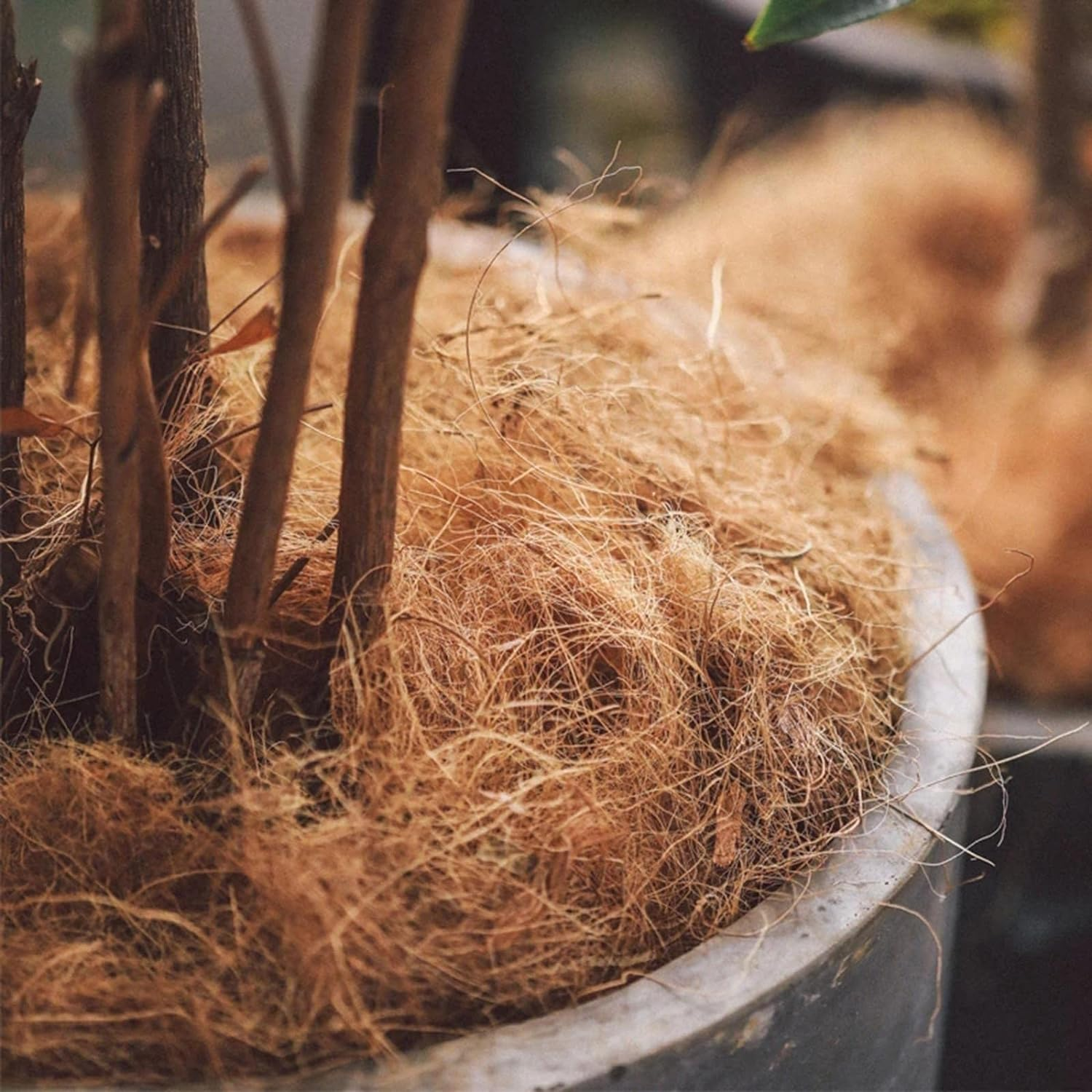 Generic 500G Natural Coconut Husk Fiber Orchids Protect Plants Ph-Balanced Supplies image number 2