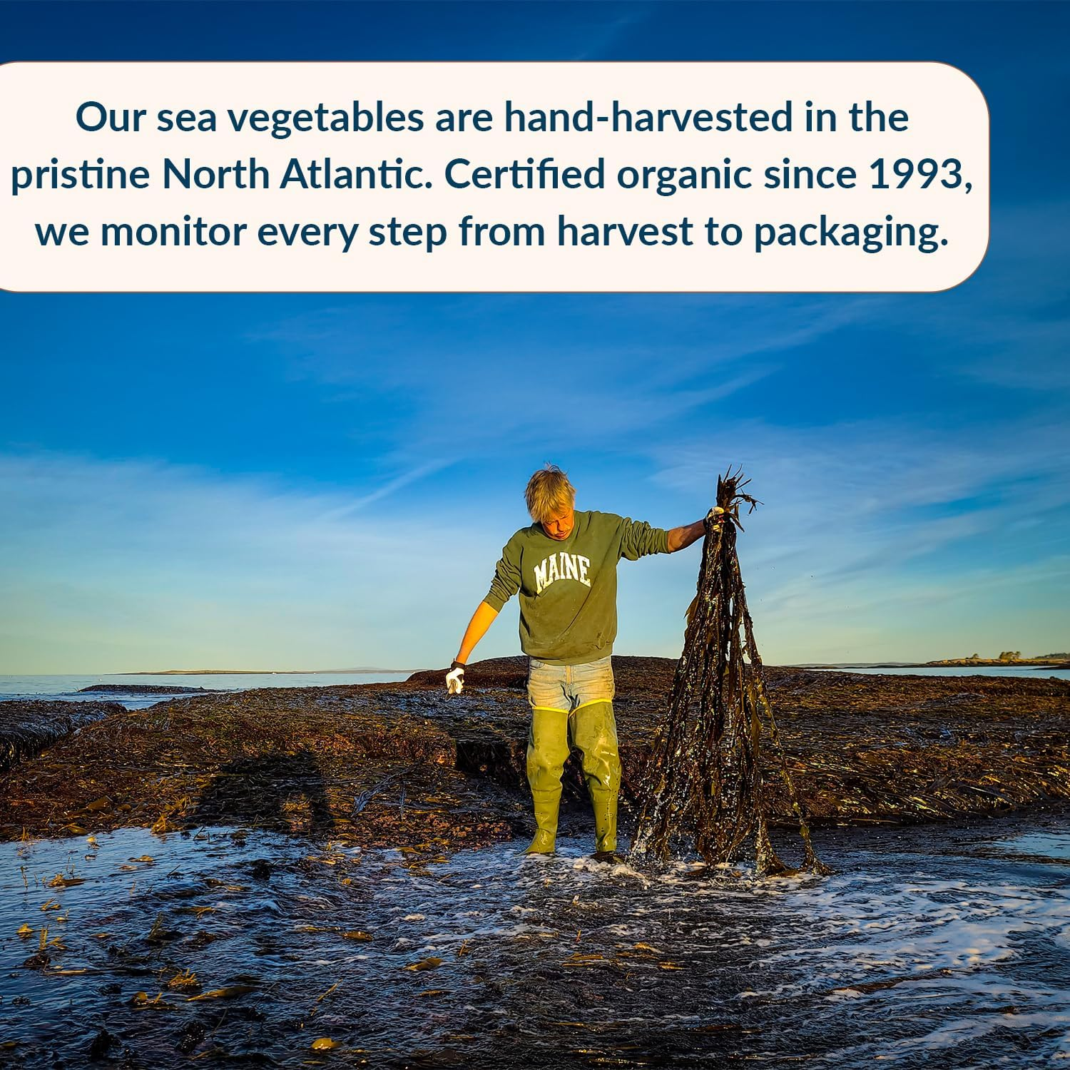 Maine Coast Sea Vegetables - Wild Atlantic Kombu Kelp - 2 Oz. image number 4