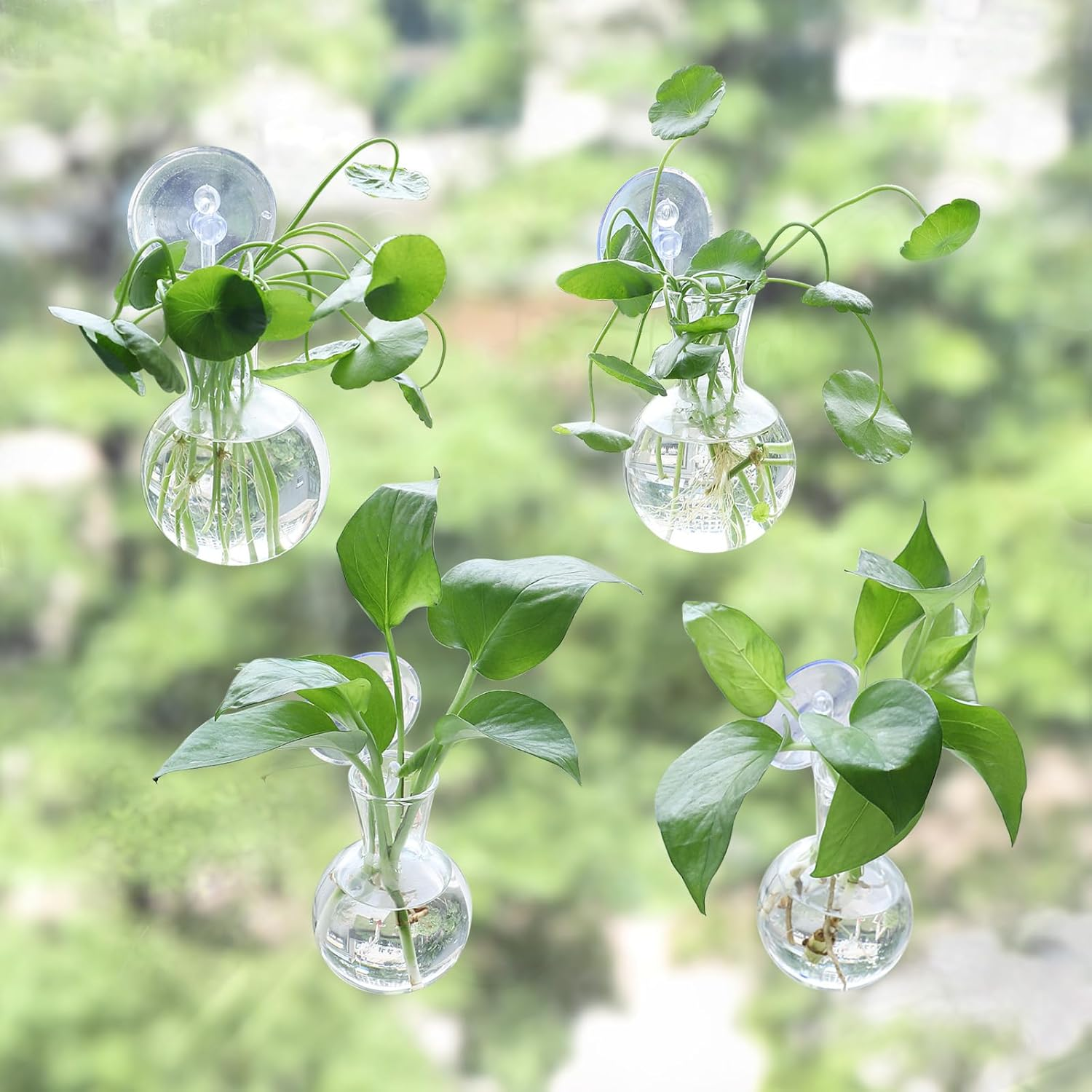 Bunmery 4 Pcs Window Propagation Stations, Easy to Install Plant Propagation Bulbs with Suckion Cups, No Nails Wall Hanging Planter Propagation Station, Glass Plant Terrarium Vase image number 3