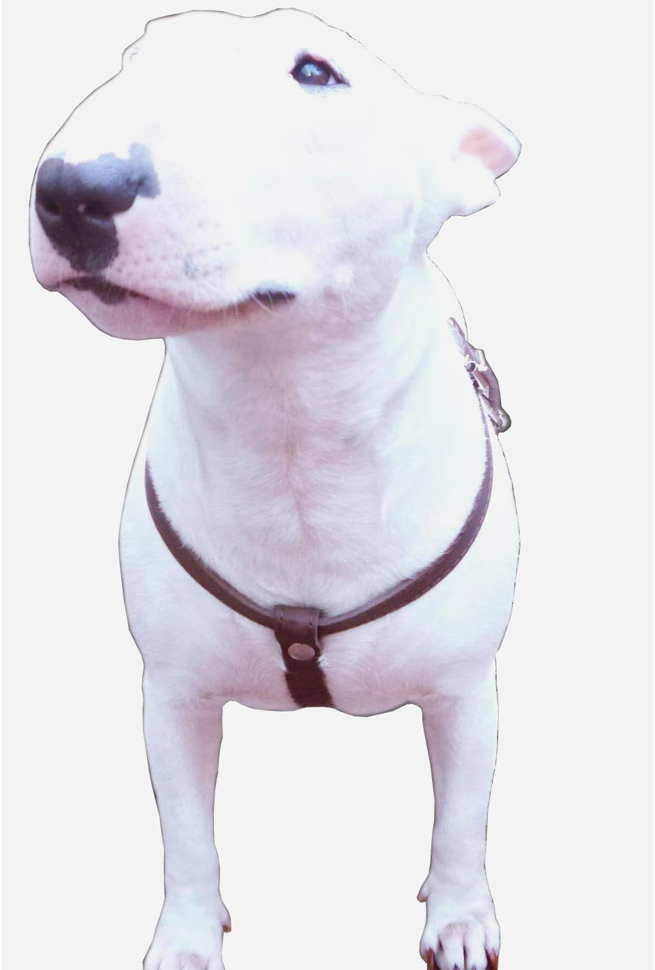 Brown Leather Dog Harness Medium. 21"-25" Chest, 1" Wide Straps image number 2