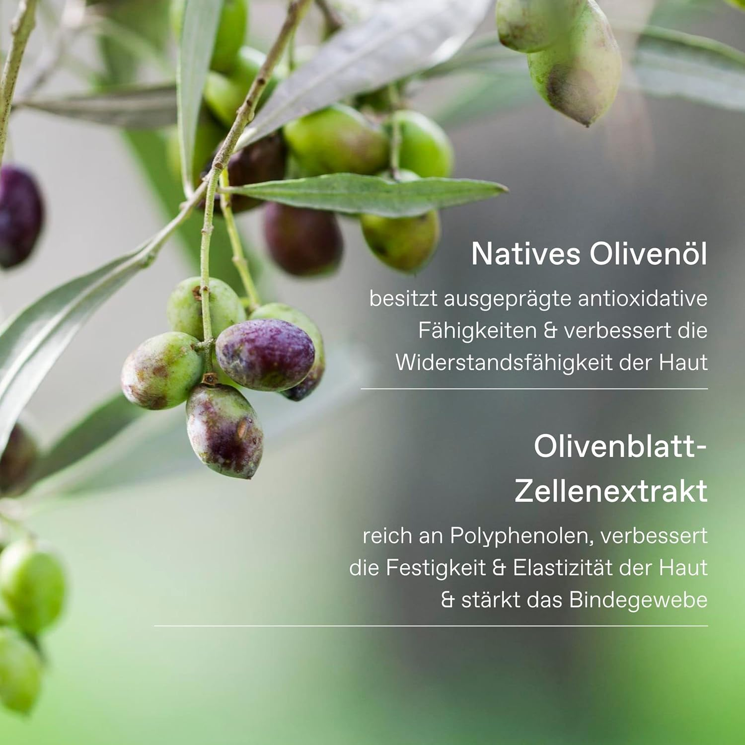 Korres Pure Greek Olive Nourishing Shampoo for Dry Dehydrated Hair - 250Ml/8.45Oz image number 4