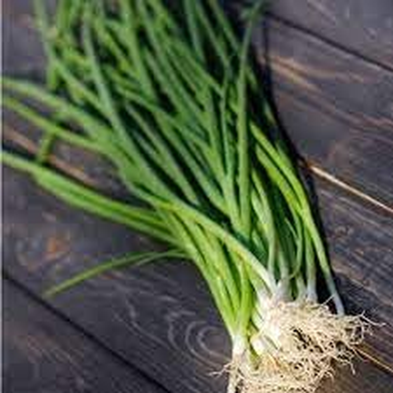 Onion Bunching Winter Ishakura (100 Seeds) image number 1