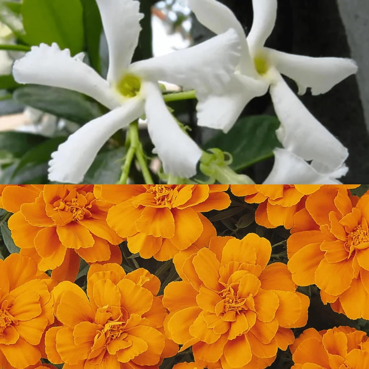 Saponificio Artigianale Fiorentino Jasmine & Tangerine 12X100G image number 2