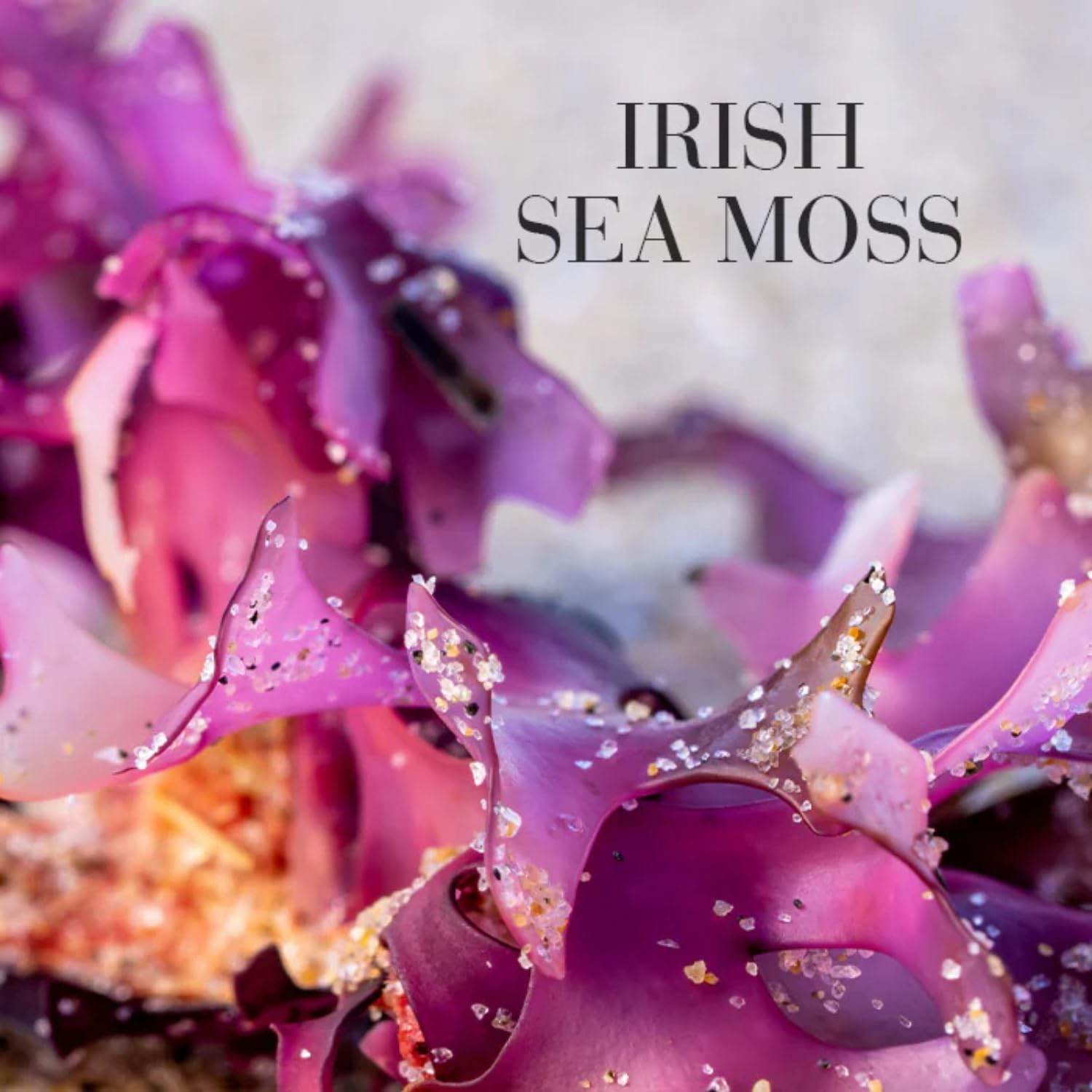 New Nordic Irish Sea Moss Supports Immune & Thyroid Health image number 2