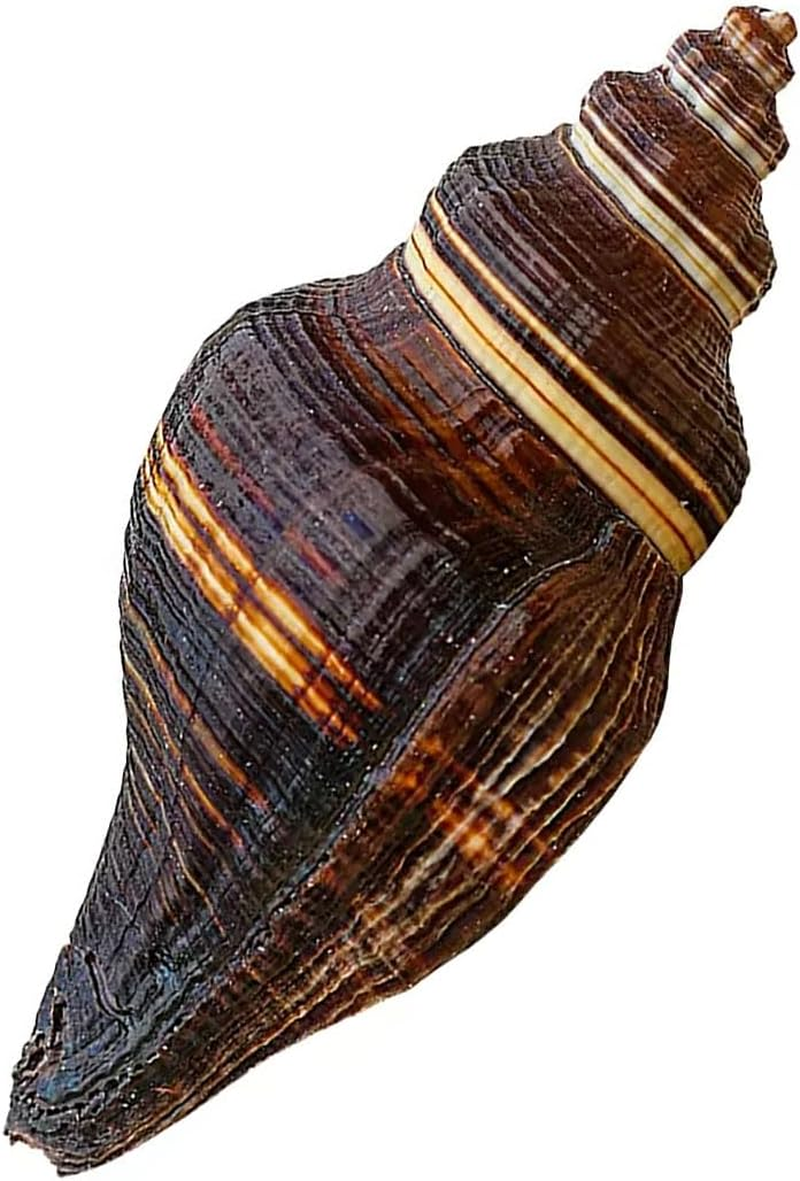 Shells,Conch Shell, for Decoration Natural Conch Shell 12-15Cm for Wedding Decor Beach Theme Party, Home Decorations,Diy Crafts(11~12Cm) image number 5