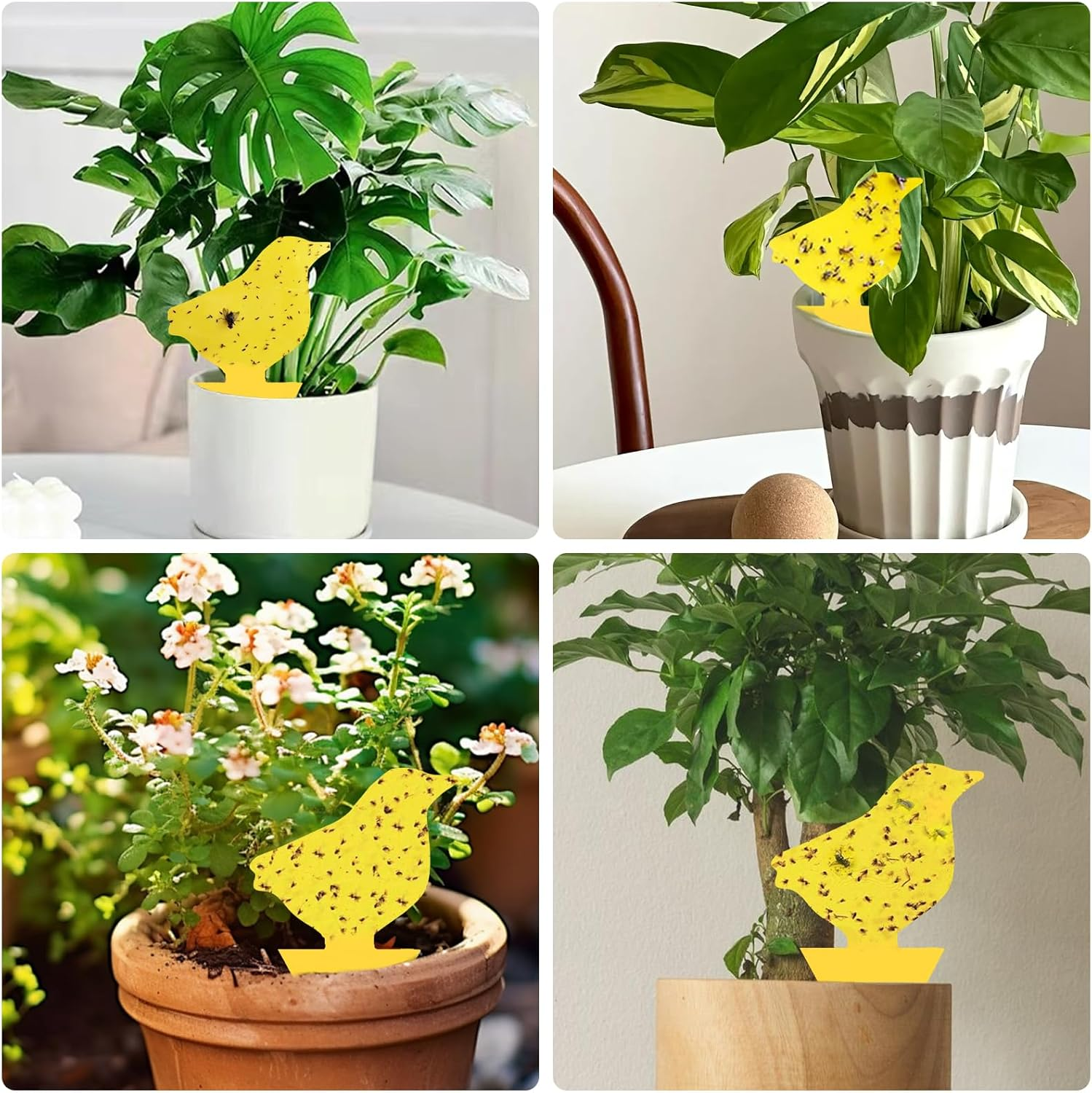 24 Pack Sticky Fruit Fly Fungus Gnat Traps Killer, Dual-Sided Mosquito Fly Gnat Sticky Trap, Insect Catcher for Mosquitoes, Flies, Pests & Bugs, Fruit Fly Traps for Plants, Vegetables, Fruits, Garden image number 5