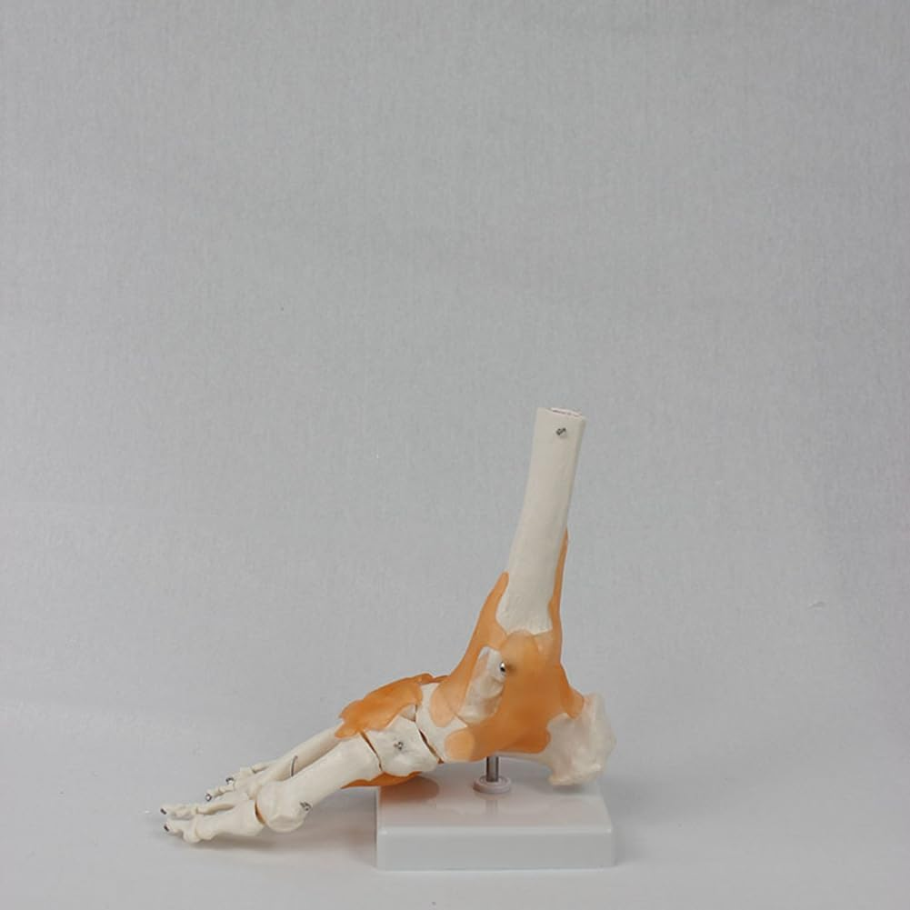Aribrnten Foot Joint Model with Ligaments Human Anatomy Model, Life Size, as Shown PVC 1 Piece image number 3