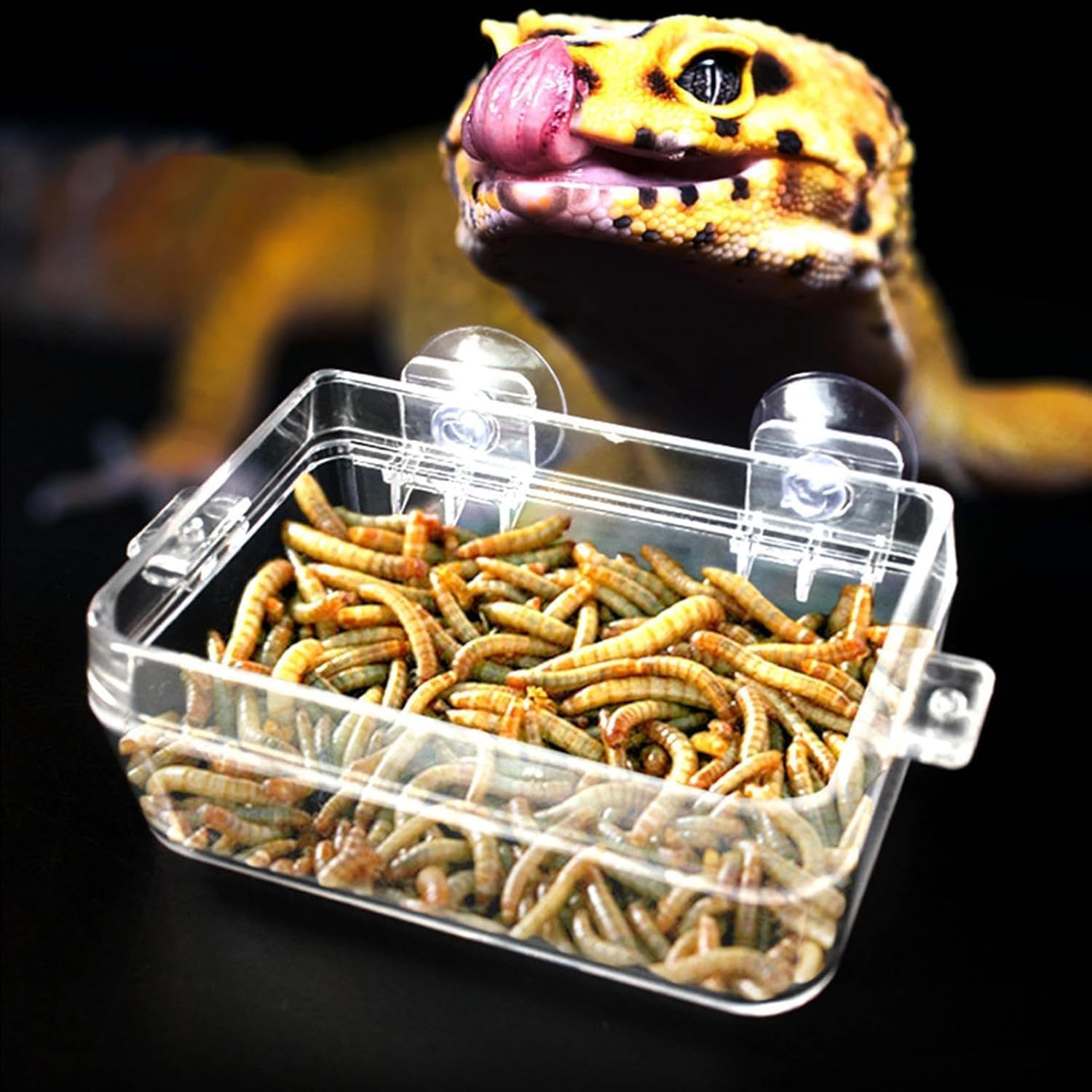 Escape Proof Reptile Feeding Box, 1Pc Anti-Escape Bowls Transparent Reptile Water Bowl with Suction Cup,Anti-Escape Worm Water Dish with Suction Cup