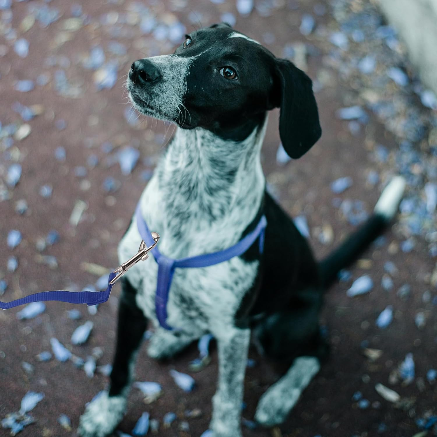 CAPASTEC Training Lead for Dogs, 19.7 Ft Puppy Leashes with Foam Handle, Blue image number 4