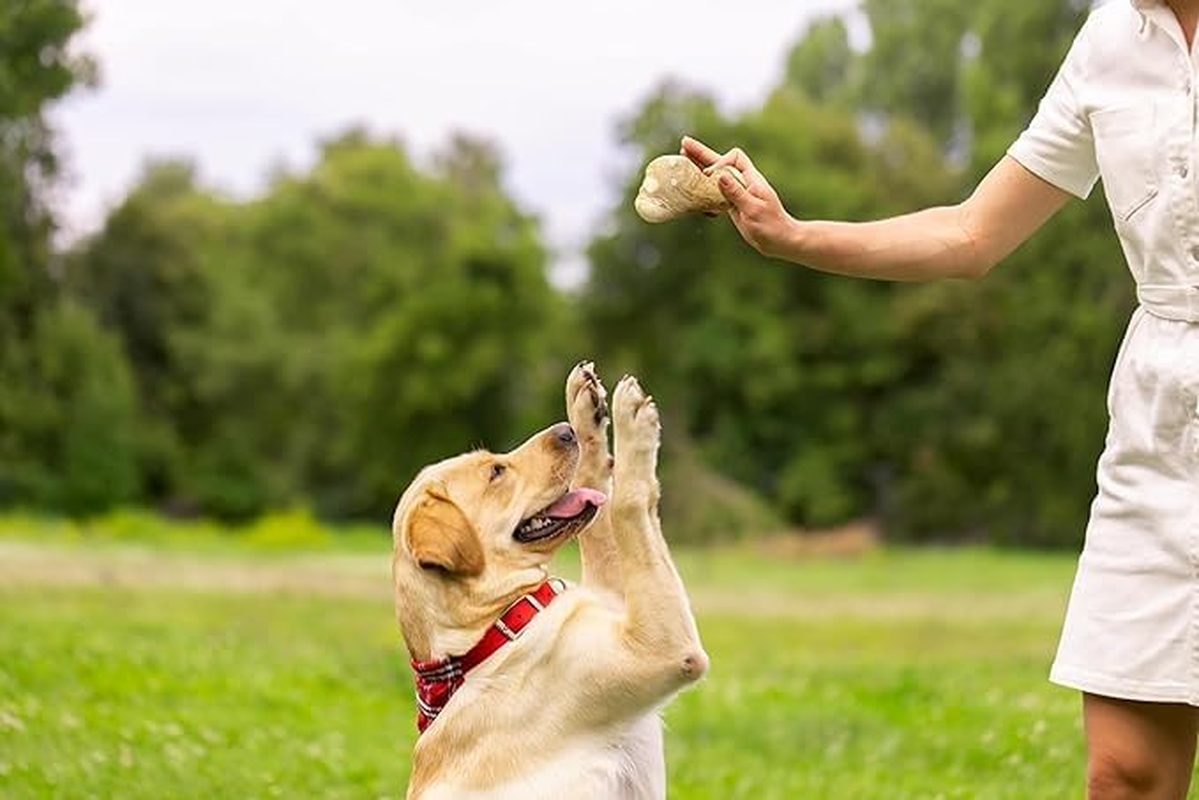 Dog Chew Elbow - Gorilla Chew, Large, Long Lasting Wood Chew for Dogs (M (Single))&hellip; image number 1