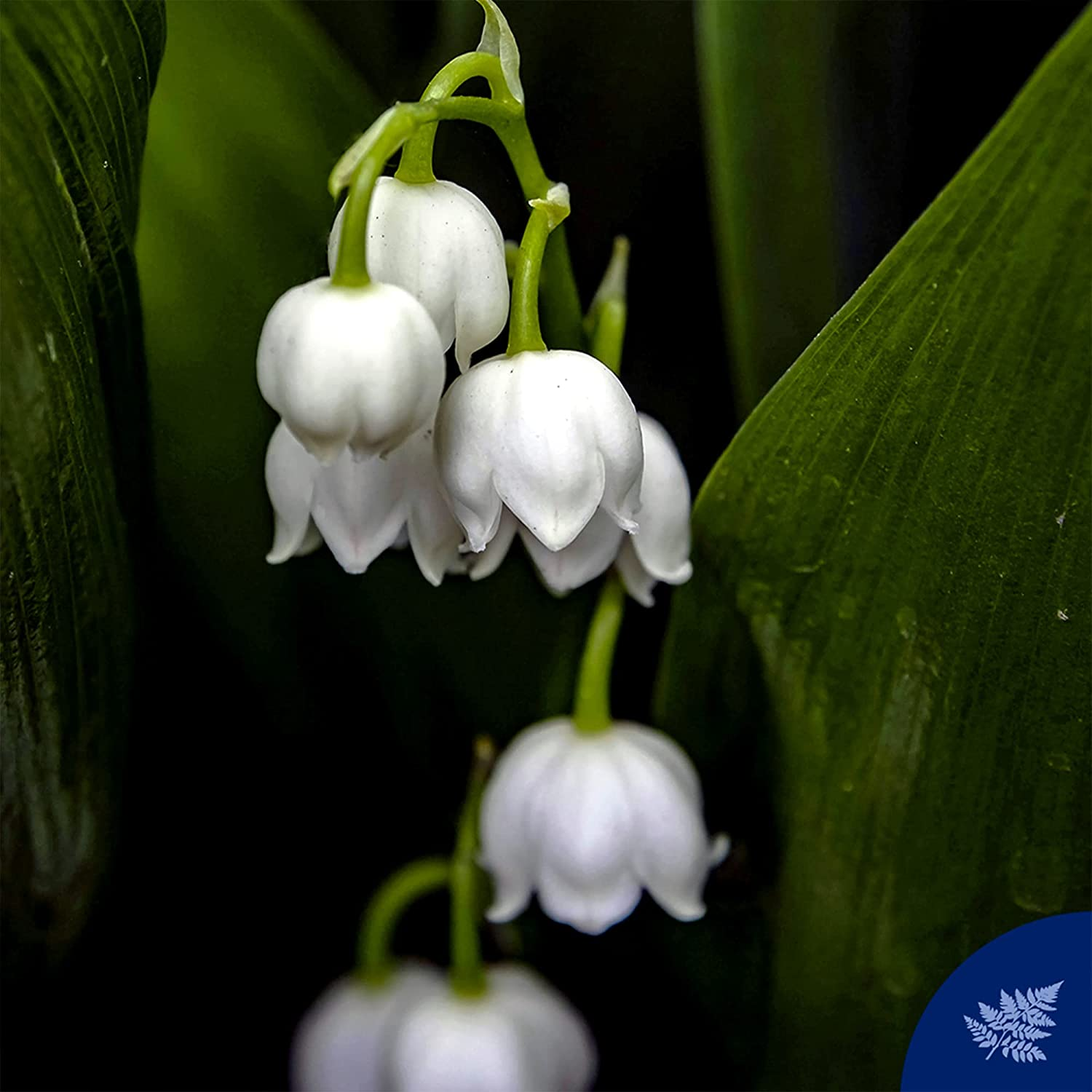 Muschio Bianco Doccia Gel 250 Ml