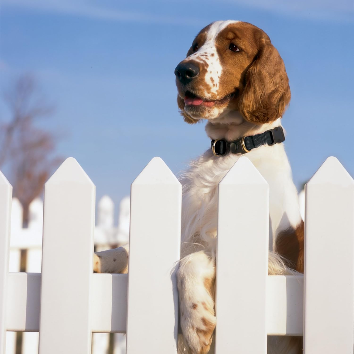 Petsafe Keepsafe Break-Away Collar, 1-Inch Medium, Red