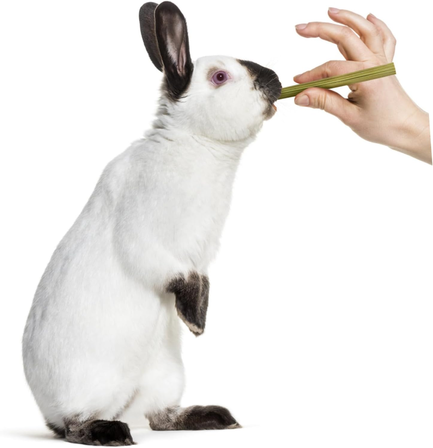 Toddmomy 55Pcs Bunny Chew Sticks Variety Pack 15 Natural Bamboo 20 Papaya Stem 20 Sticks Small PET Chew Toys for Rabbits Hamsters Chinchillas Guinea Pigs Wood Chewing for Tooth Grinding image number 4