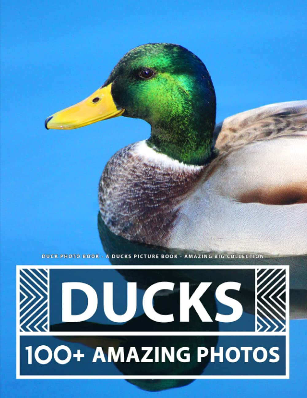 Duck Photo Book - a Ducks Picture Book - Amazing Big Collection: 100+ Amazing Pictures of Ducks in This Beautiful Duck Photo Book image number 1