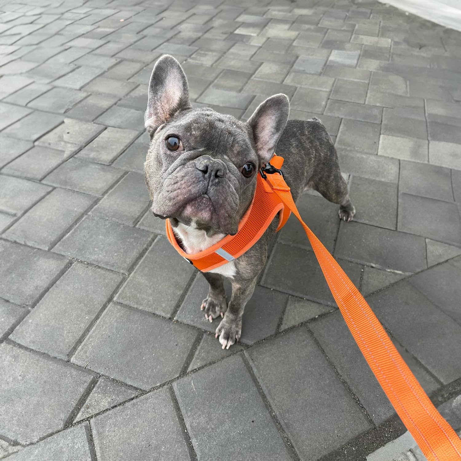 Voyager Reflective Dog Leash with Neoprene Handle, 5Ft Long, Supports Small, Medium, and Large Breed Puppies, Cute and Heavy Duty for Walking, Running, and Training - Orange (Leash), S image number 6