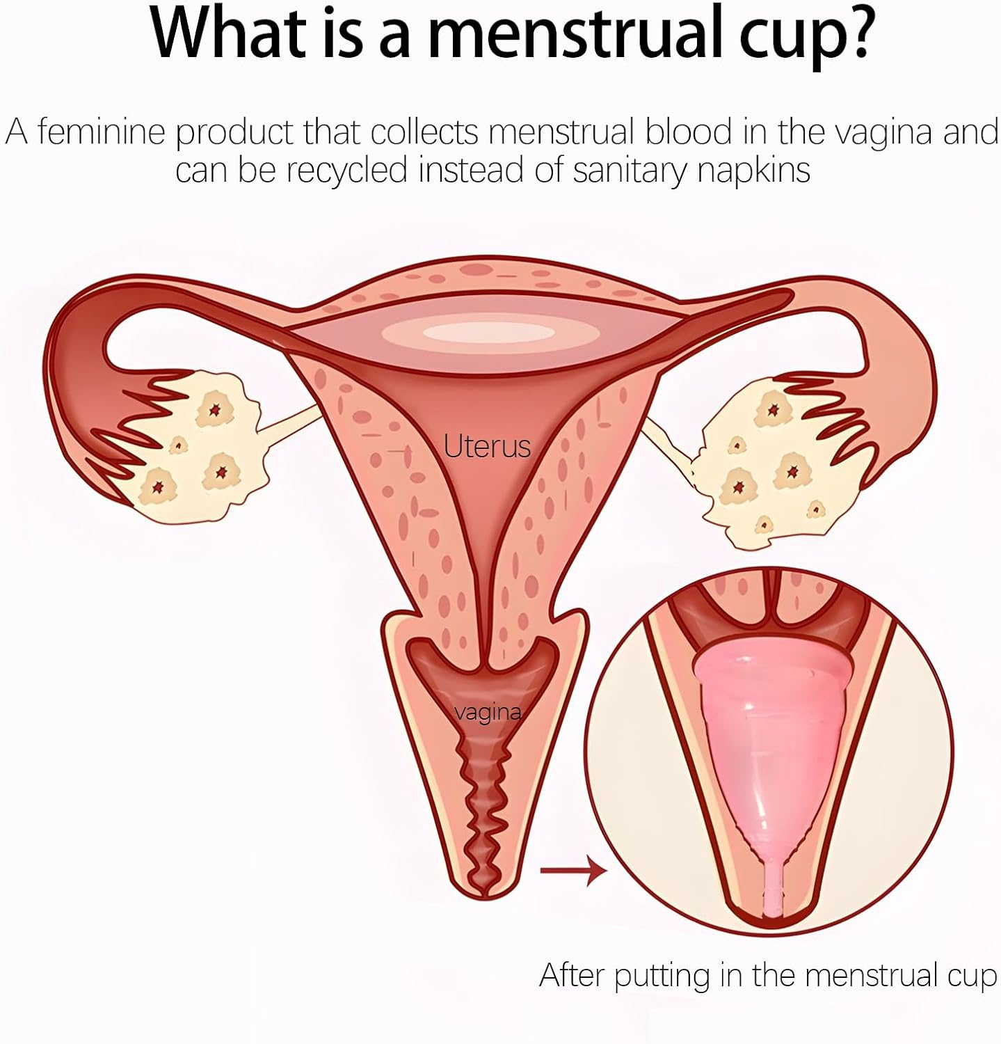 Menstrual Cup Ergonomic Design with Medical Grade Silicone Period Cup| Non-Toxic & Odorless | Reusable | Sanitary Pad Alternative | Comfortable Period Solution | Ideal for Sports, Swimming, Travel, and Social Events image number 2