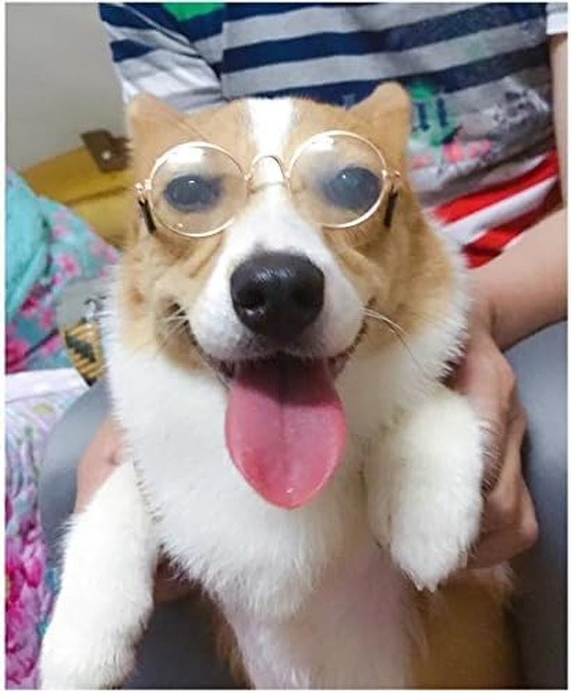 Dog Cat Sunglasses, Retro round Trans Golden Frame, Resin Lens, Fashion Protection for Small Mini Pets, Party, Wedding, Cosplay Props (Clear) image number 2