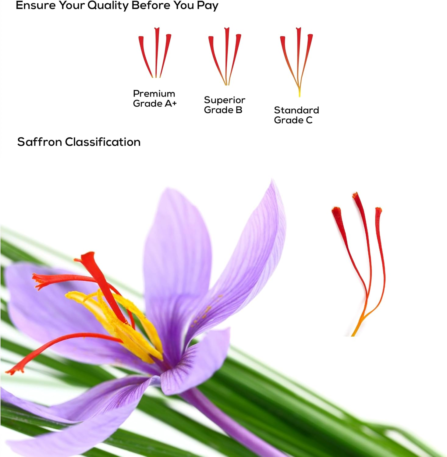 Premium Quality Saffron Threads 2 Grams| Awarded among 300 Types of Saffron | 100% Pure & Grade A+ | All Natural Red Zafran, Azafran, Kesar | Superior Spice for Paella, Tea, Any Foods image number 4