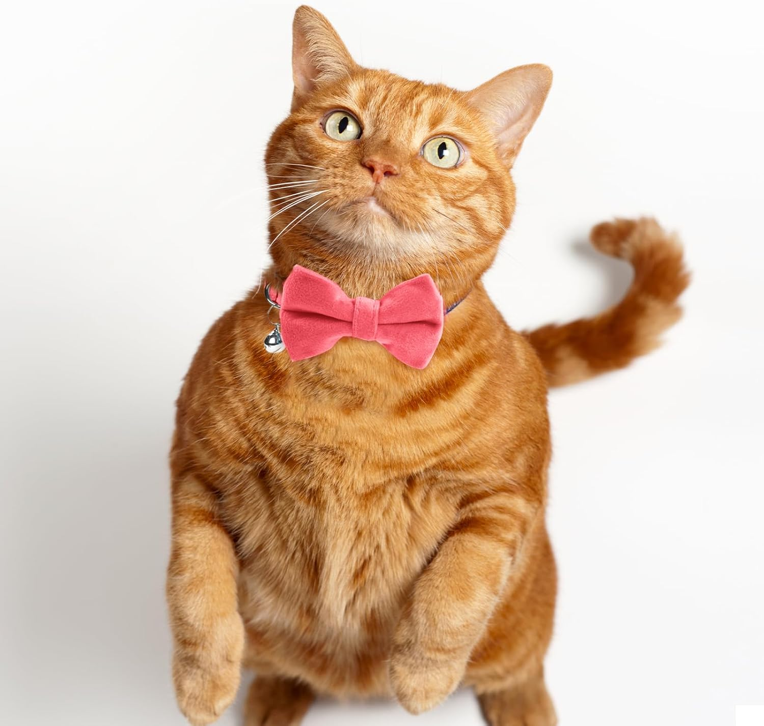 Pack of 2 Cat Collars Breakaway Safety Bow Tie Cat Collar with Bell Adjustable Velvet Kitten Collars Small Puppy Bow Tie Collar for Wedding Birthday Party image number 3