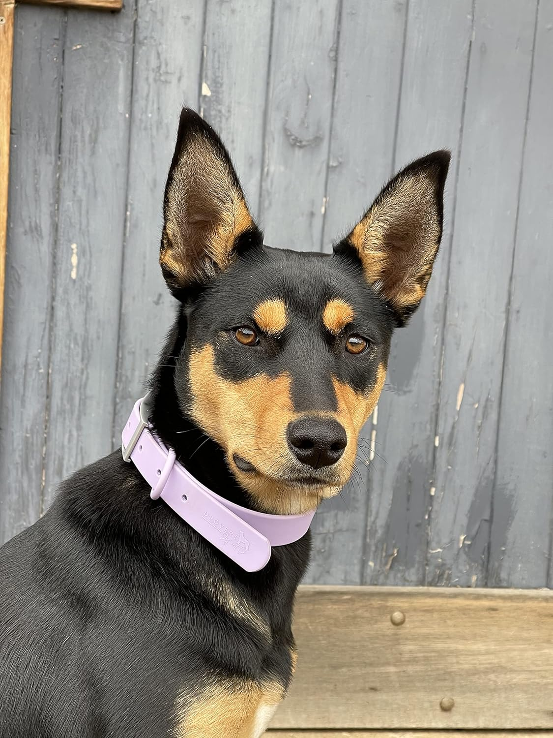 DROVERS Dog and Co Premium Range Biothane&reg;Super Tuff Dog Collars- Mauve (Small) image number 4