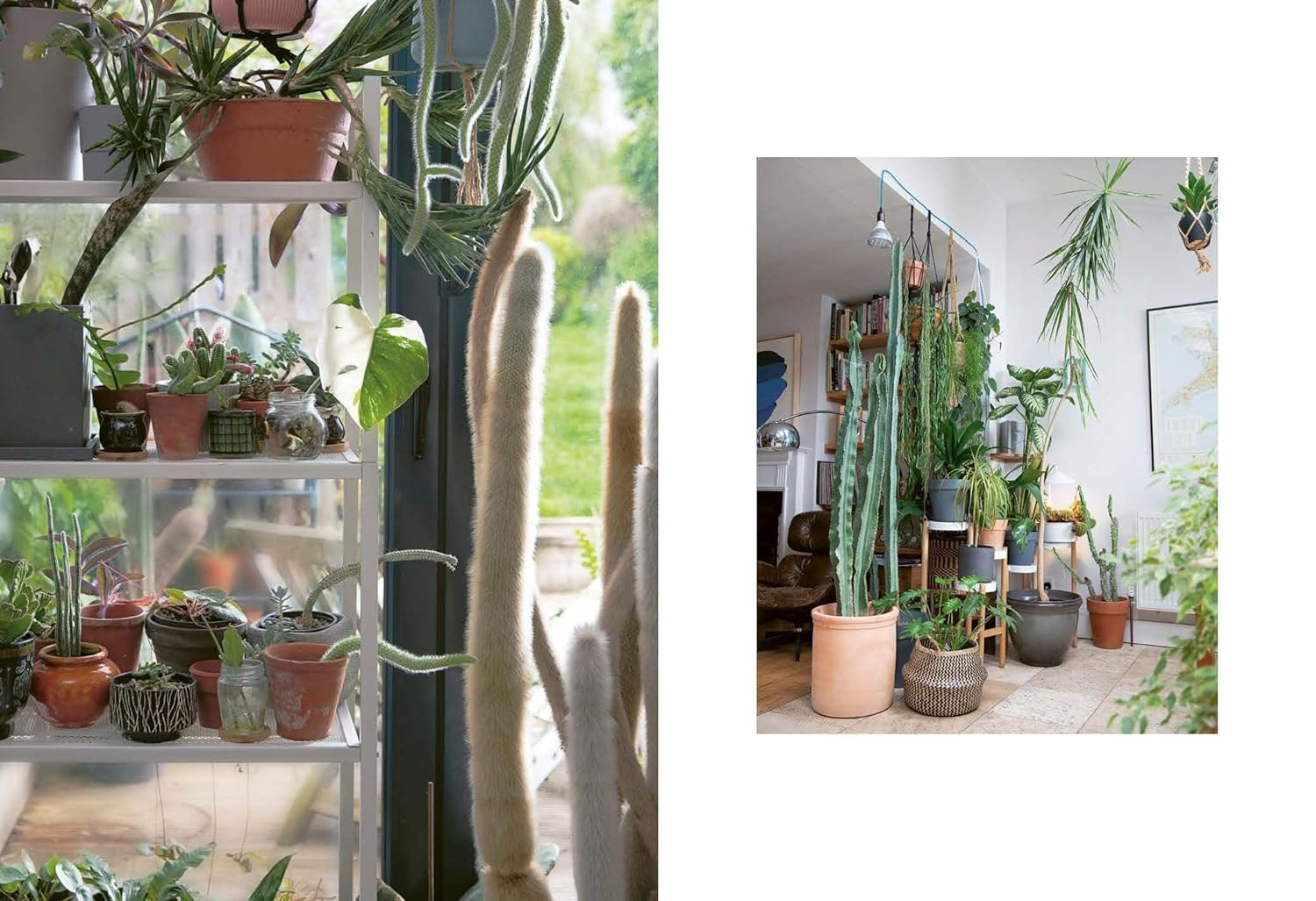 The Plant Rescuer: the Book Your Houseplants Want You to Read image number 4