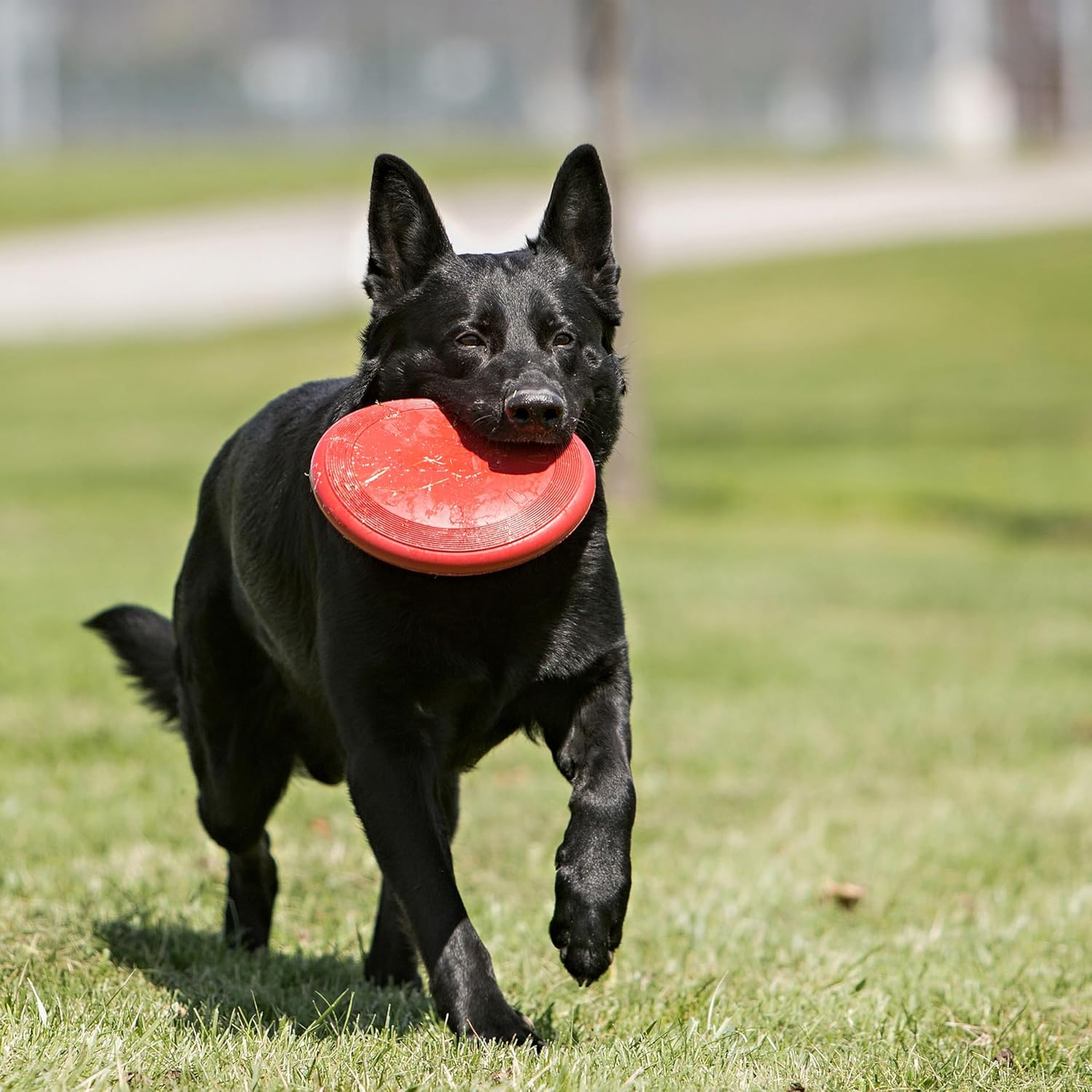 KONG - Flyer - Durable Rubber Flying Disc Dog Toy - for Large Dogs image number 5