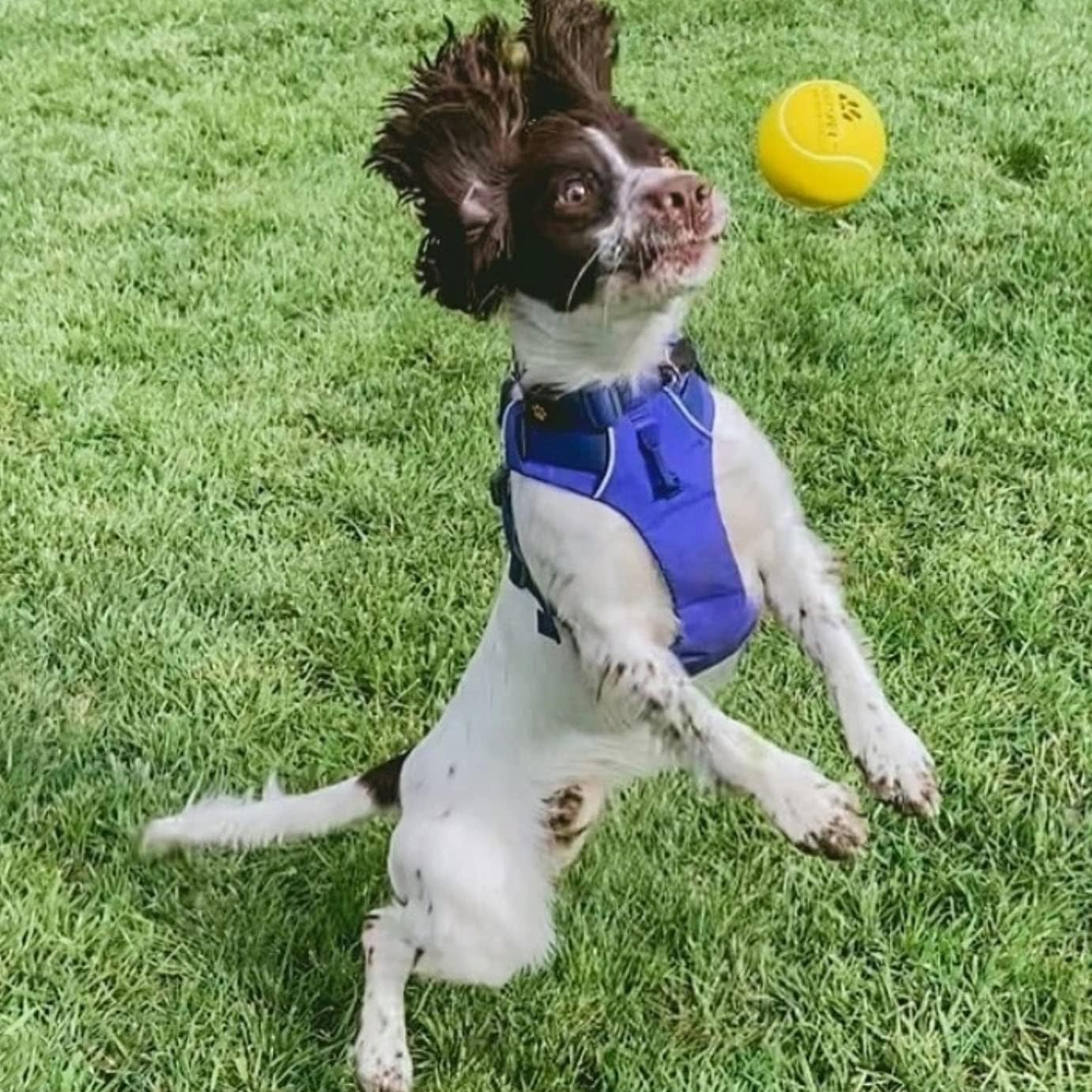 SPORTSPET Rubber High Bounce Tennis Balls for Dogs - Premium Ball for Medium and Large Dog Breeds (3 Pack)
