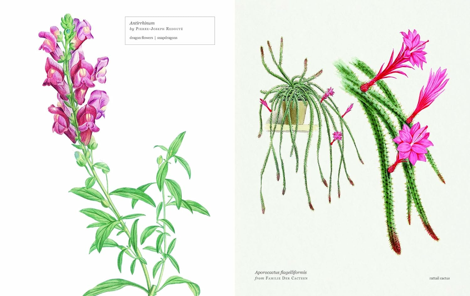 Biblioflora: a Celebration of Floral Beauty in Botanical Art image number 5