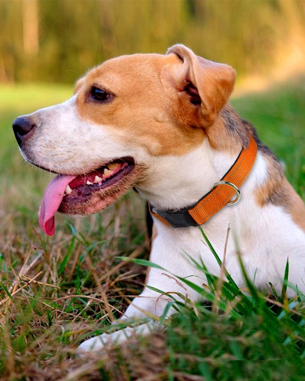 Reflective Dog Collar with Safety Locking Buckle, Adjustable Nylon Pet Collars with Soft Neoprene Padded for Puppy Small Dogs,2.0 Cm Width, Orange image number 6