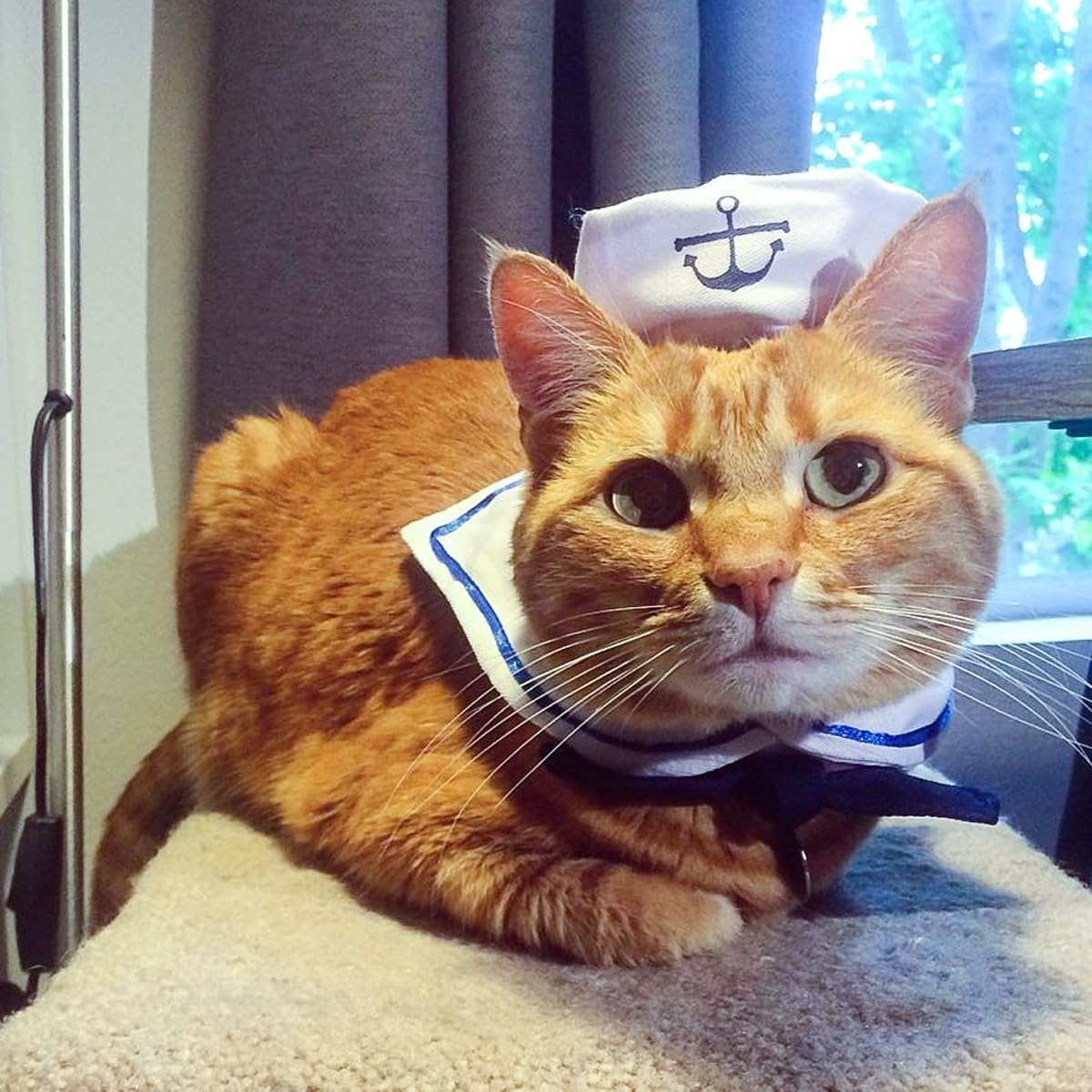 Gorise Adjustable Pet Sailor Outfit for Cats and Dogs &ndash; Navy Collar Maritime Cape, Cute Sailor Costume image number 5