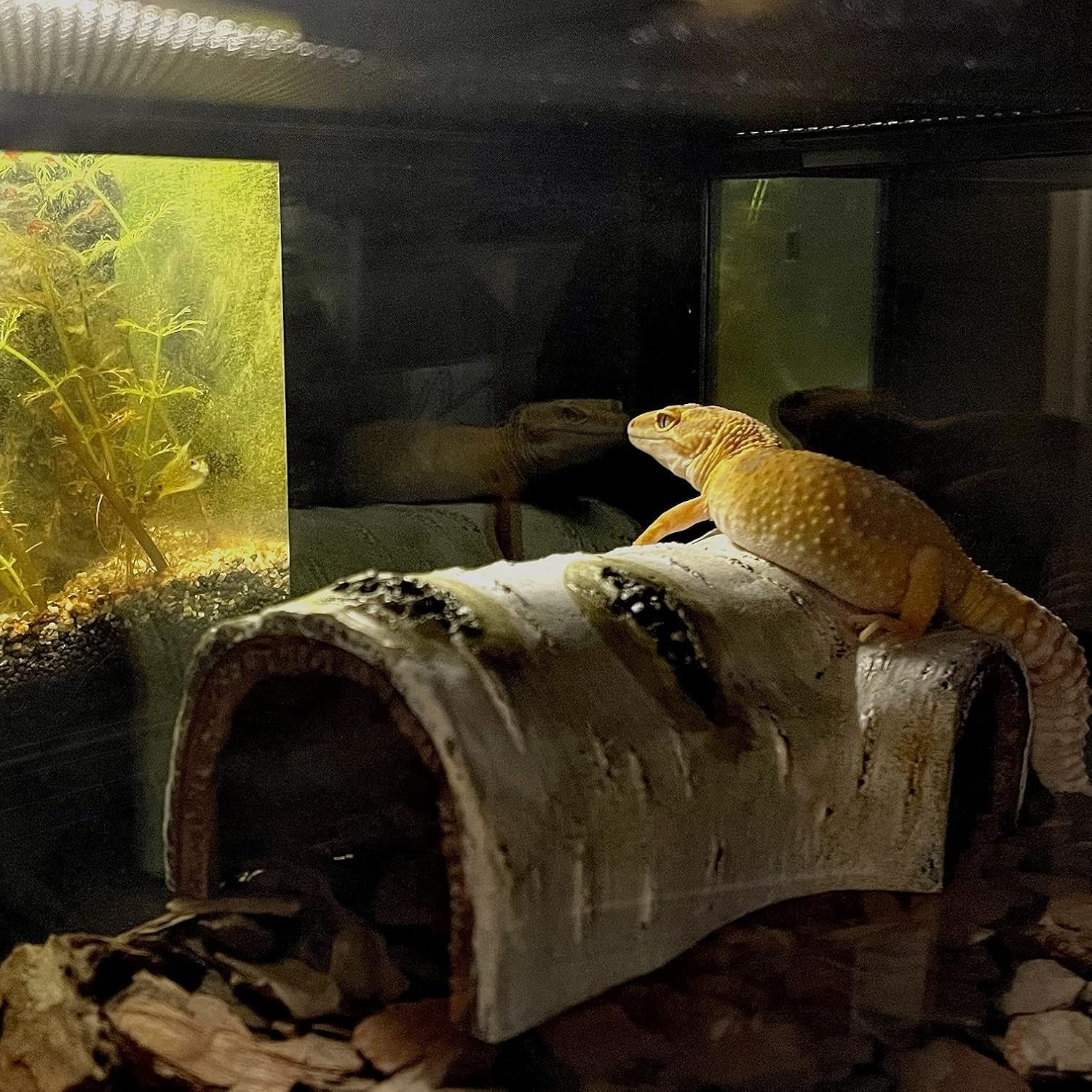 Reptile Hides and Caves Birch Tree Bark Trunk Habitats Decor Aquarium Decoration Wood for Lizard Geckos Snake Spiders Frogs Turtle (Small) image number 5