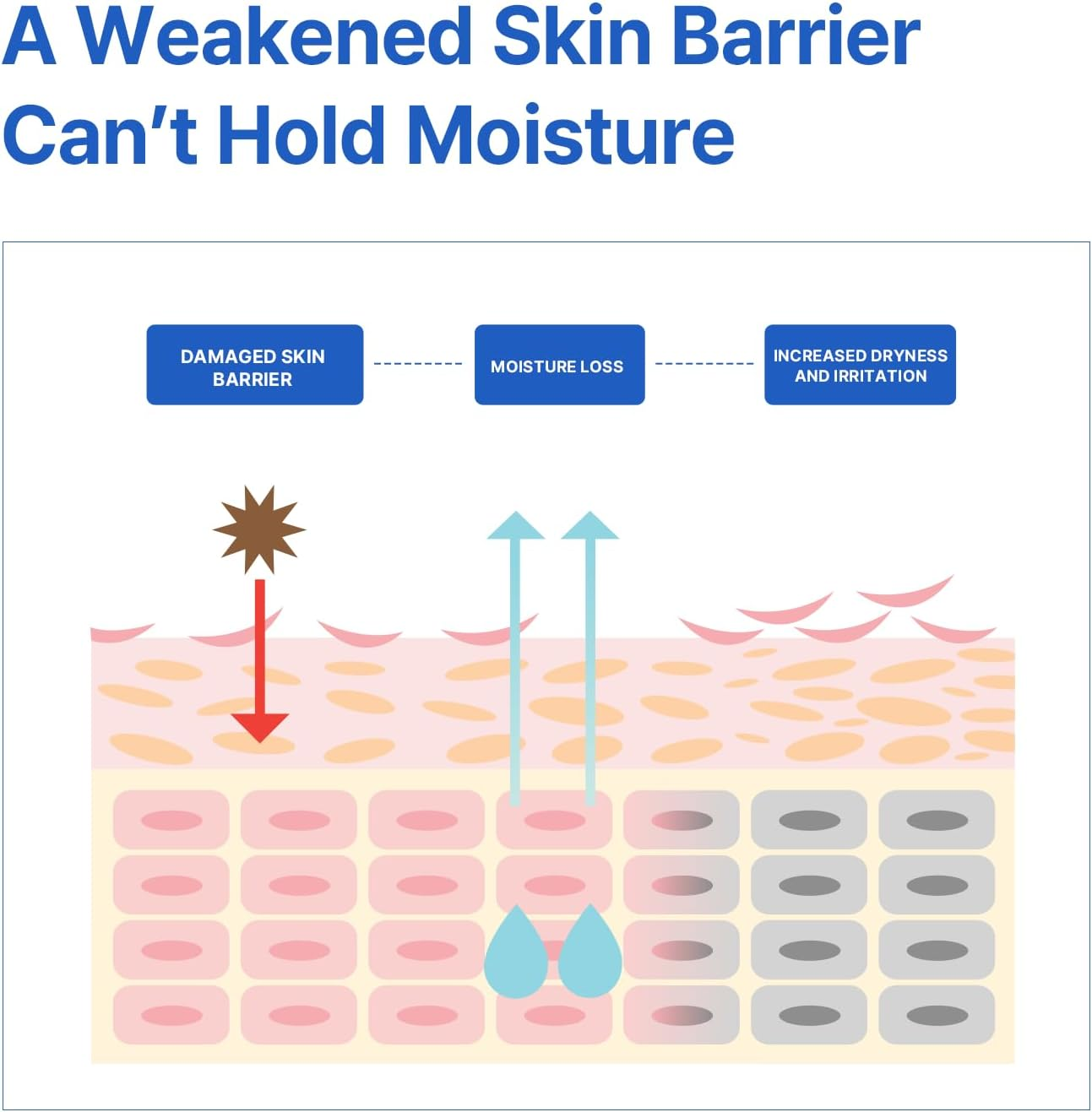 AVCA Aqua Hyaluronic Acid Daily Moisturizer 200Ml &ndash; Ceramide Barrier Support Cream for Dry Skin, Lightweight Rich Texture image number 3