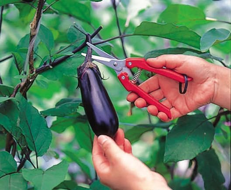 ARS Needle Nose Pruner HP-SE45 image number 1