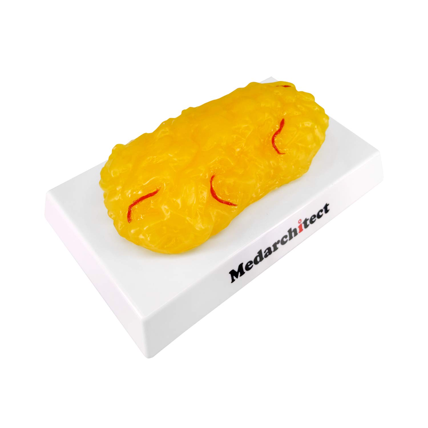 Authentic Human Body Fat Replica with Red Veins - 1 Lb, Keep Fit & Weight Loss Motivation & Reminder, Human Fatty Tissue Demonstration Model for Nutritionist, Science Course for Medical Student image number 3