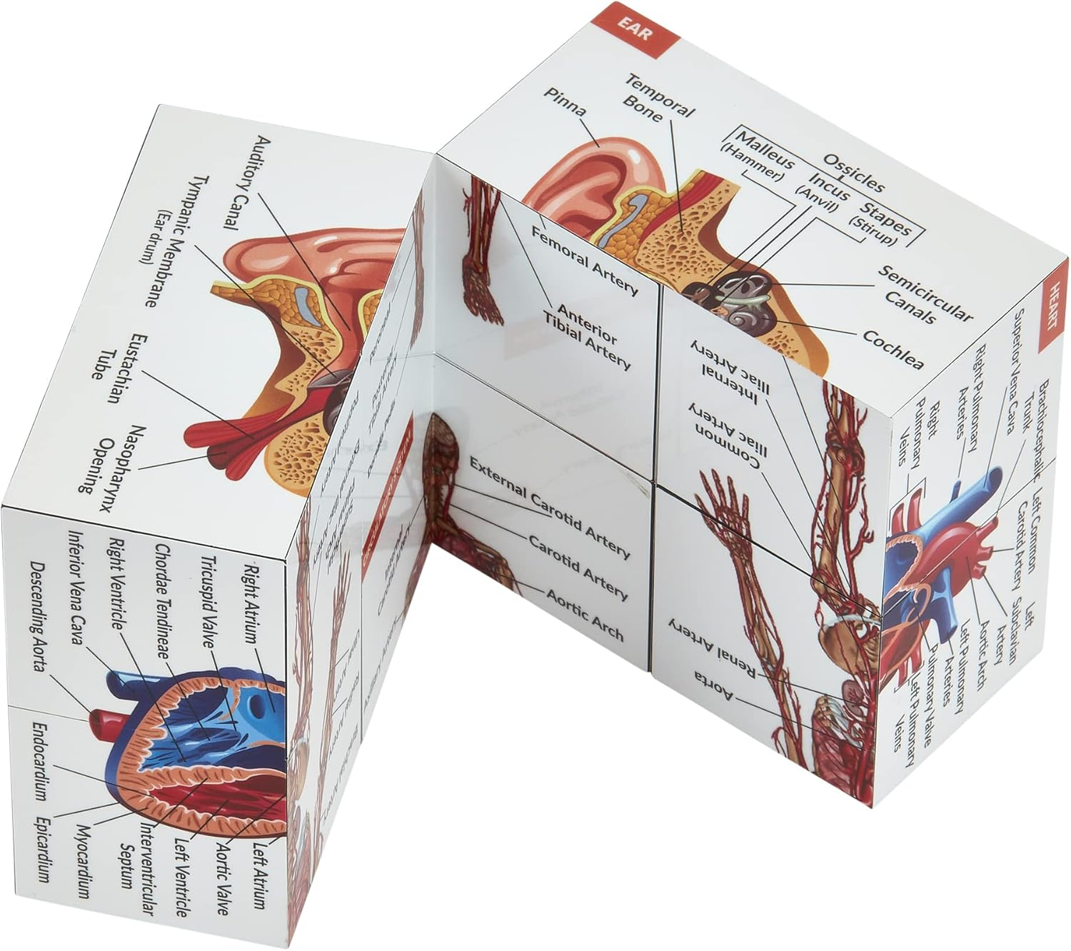 Human Anatomy Study Cube | Study 9 Parts of the Human Body | Perfect Anatomy Revision Guide | Addictive Anatomy Model Cube | Great Gift for Nurse, Dentist, Medical Students