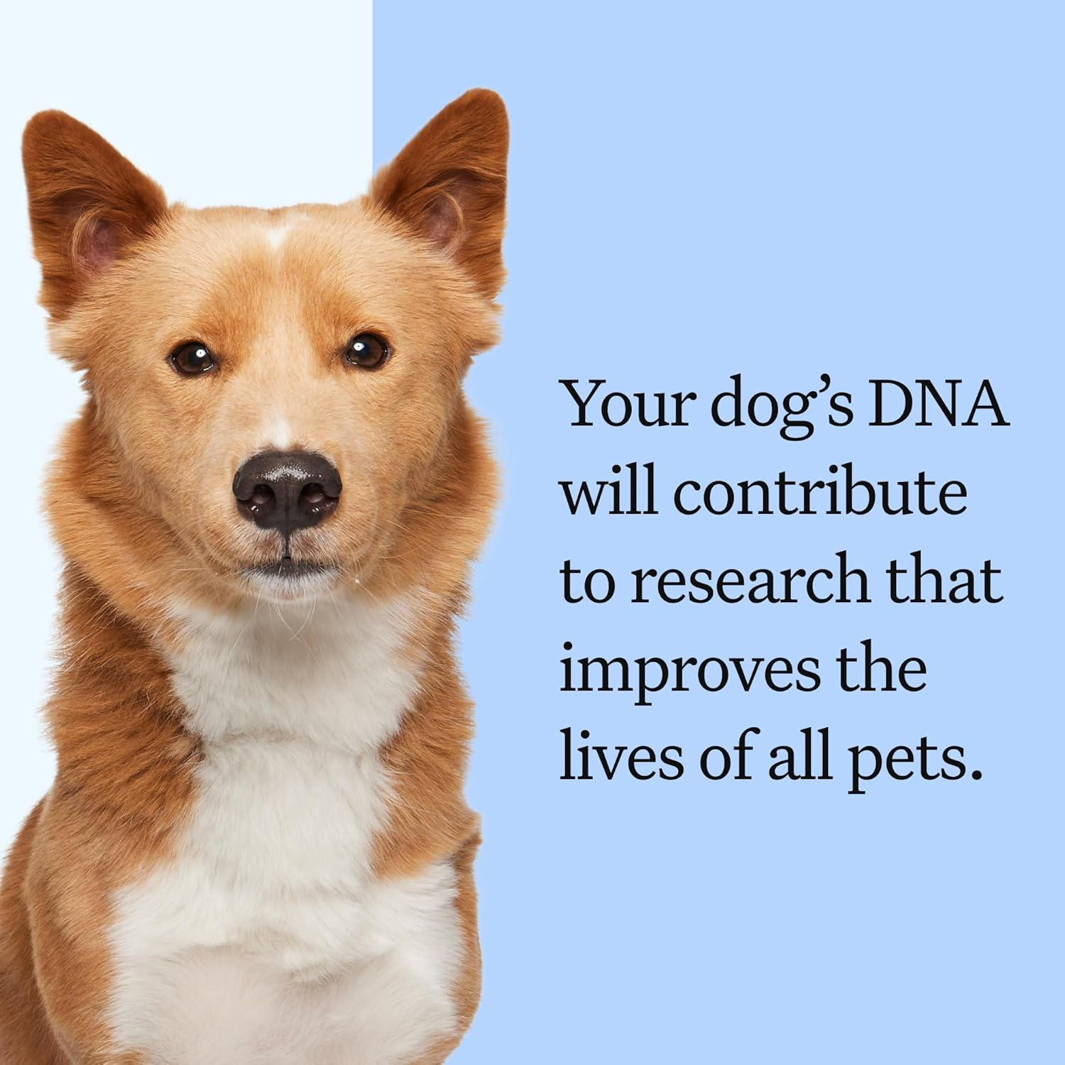 Wisdom Panel Breed Discovery Dog DNA Kit: Most Accurate Dog Breed Identification, Test for 365+ Breeds, MDR1 Health Test, Ancestry, Relatives image number 2