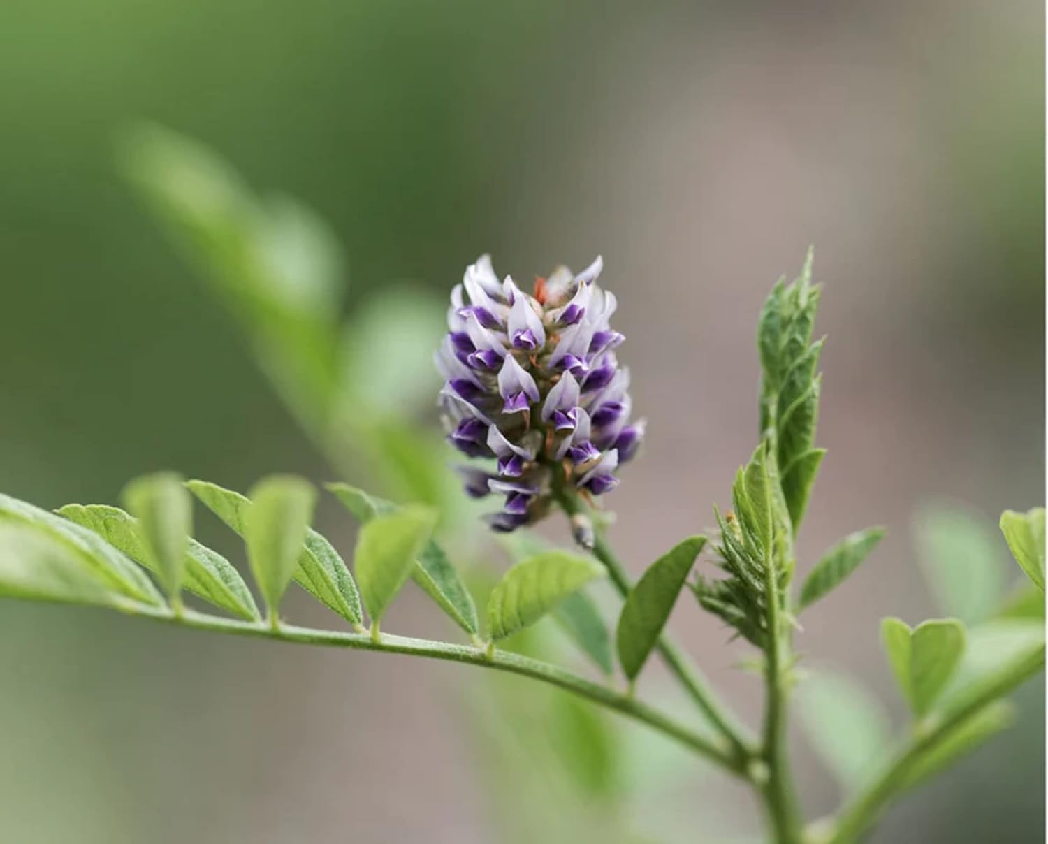 Nature'S Basket Licorice (Mulethi) Powder for Face and Skin (227G) image number 1