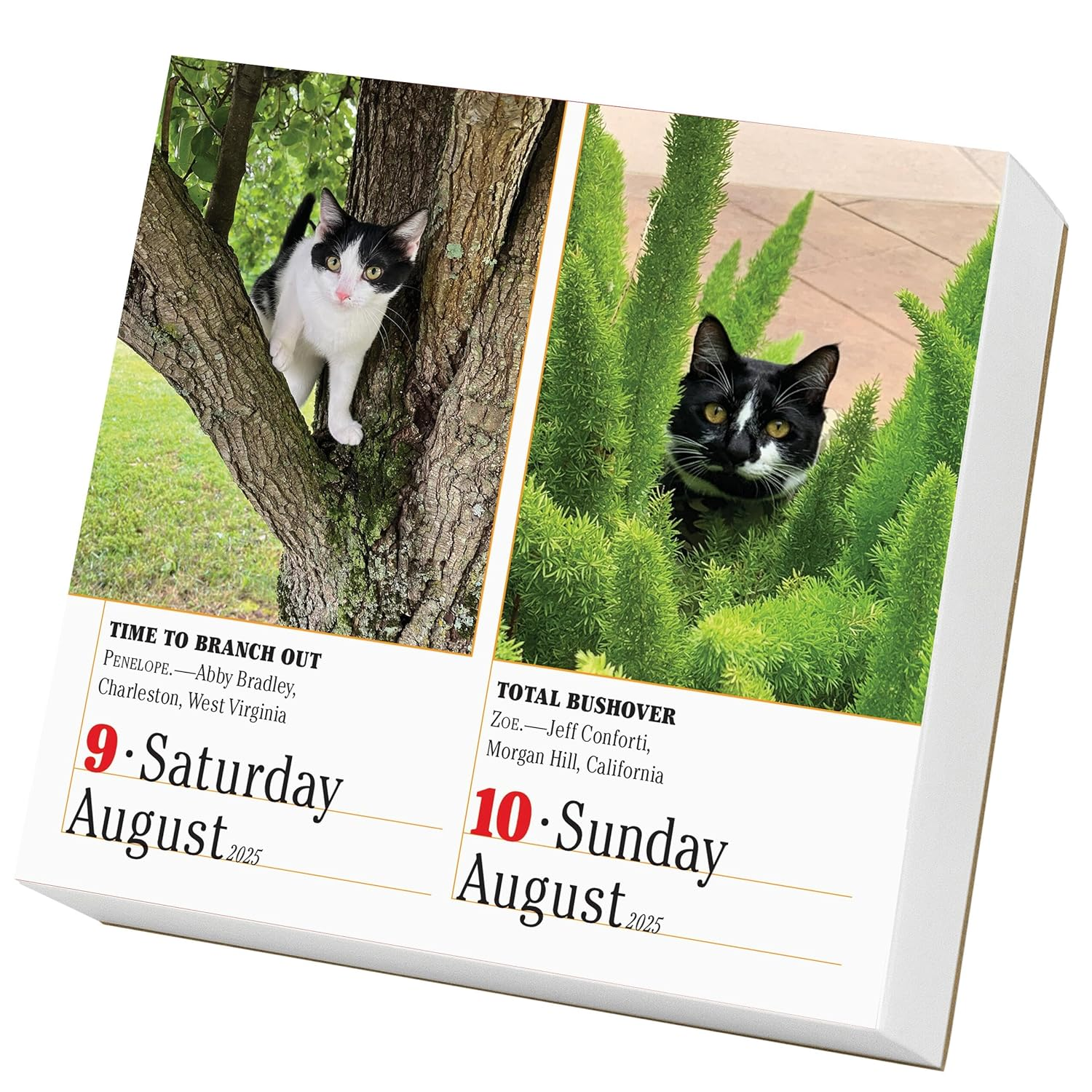 365 Cats Page-A-Day Calendar 2025: the World'S Favourite Cat Calendar image number 6