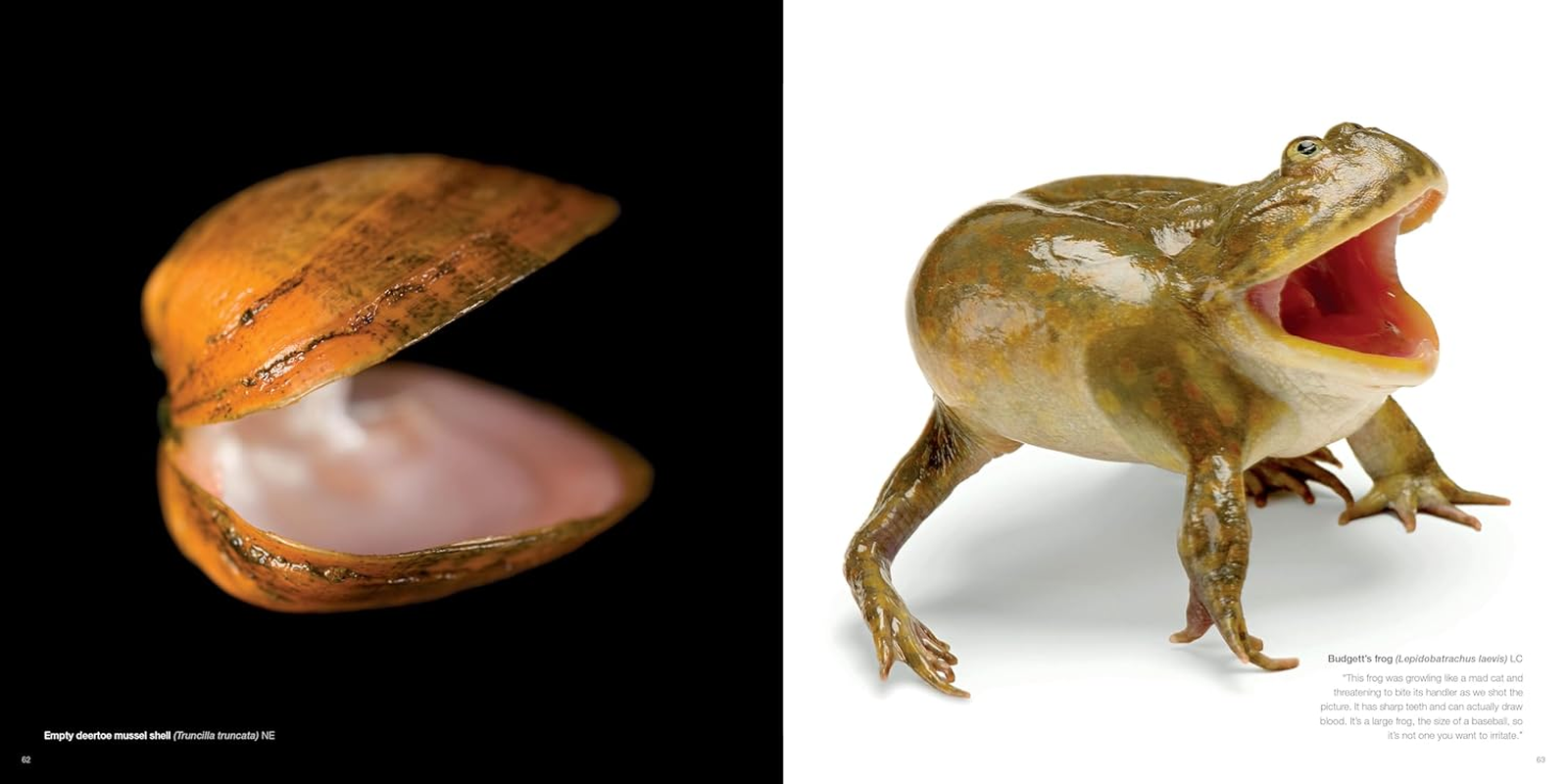 National Geographic the Photo Ark: One Man'S Quest to Document the World'S Animals image number 5