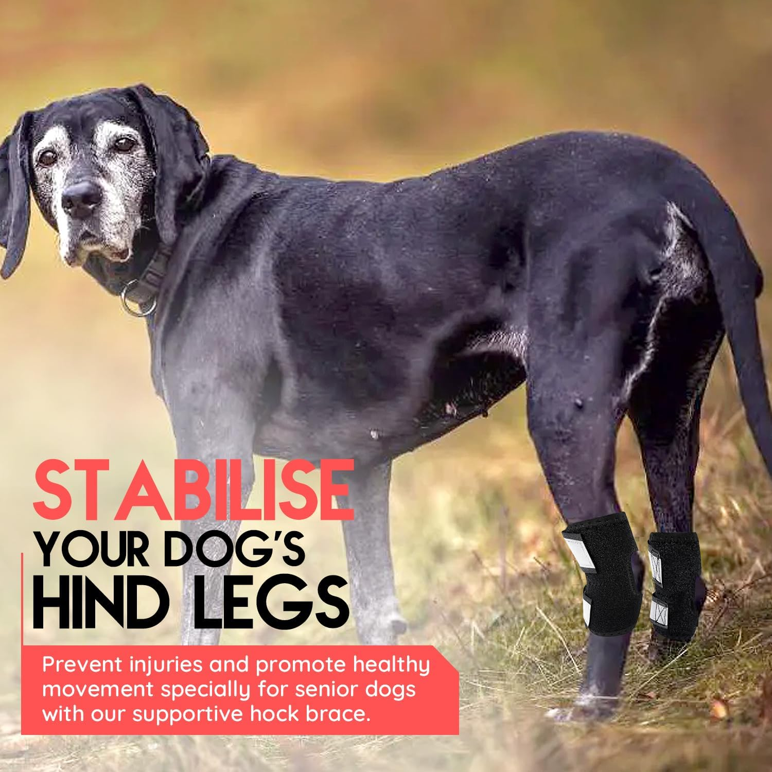 Dog Rear Leg Braces [Pair] Wraps with Safety Reflective Straps for Joint Injury and Sprain Protection, Wound Healing, Arthritis Pain Relief and Increased Stability for Large Dogs &ndash; Adjustable (XS) image number 3